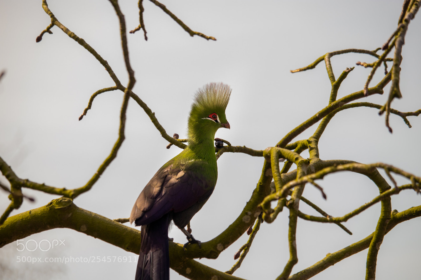 Canon EOS 80D sample photo. Green bird photography