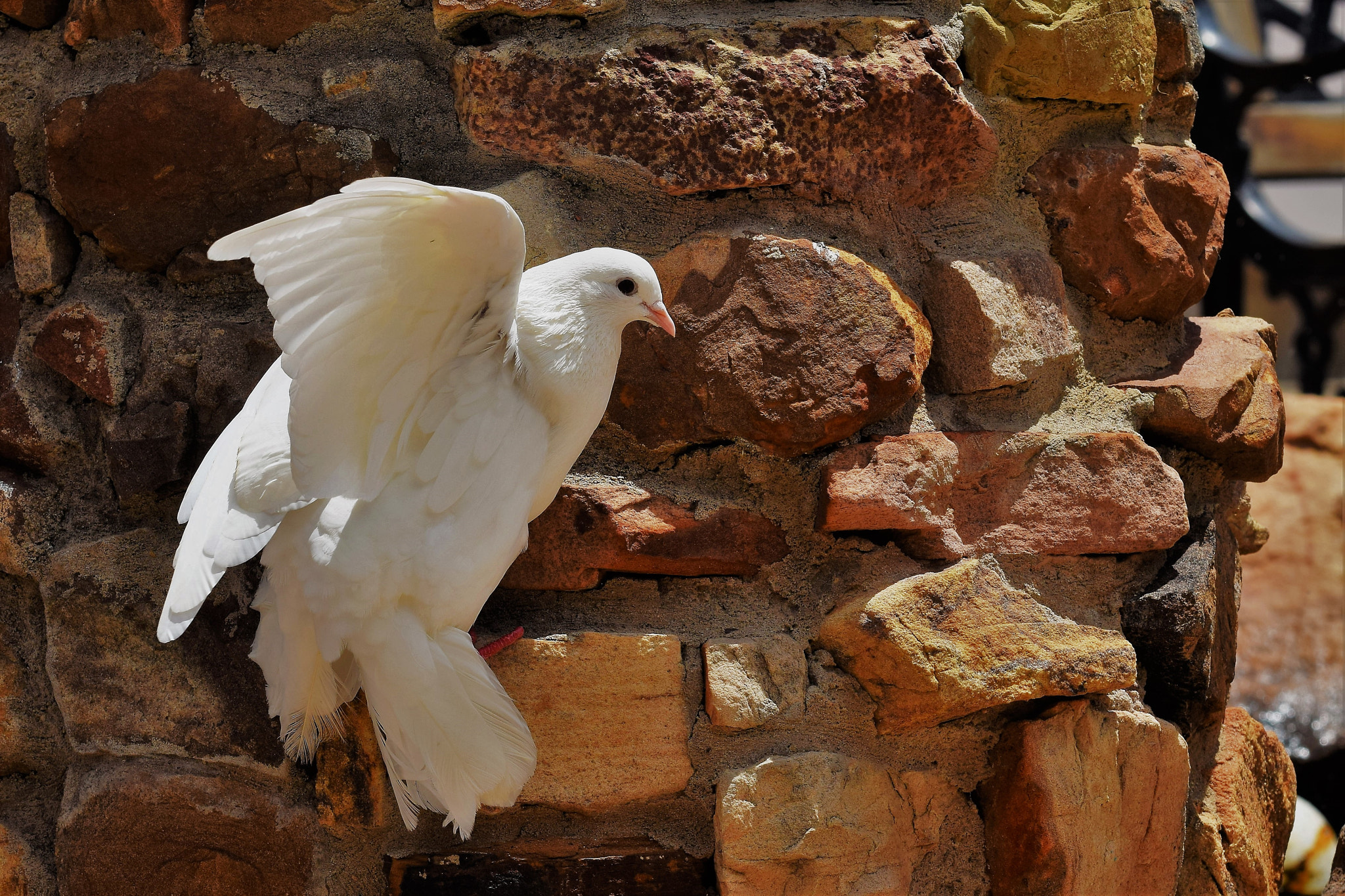 Nikon D3300 sample photo. White dove photography