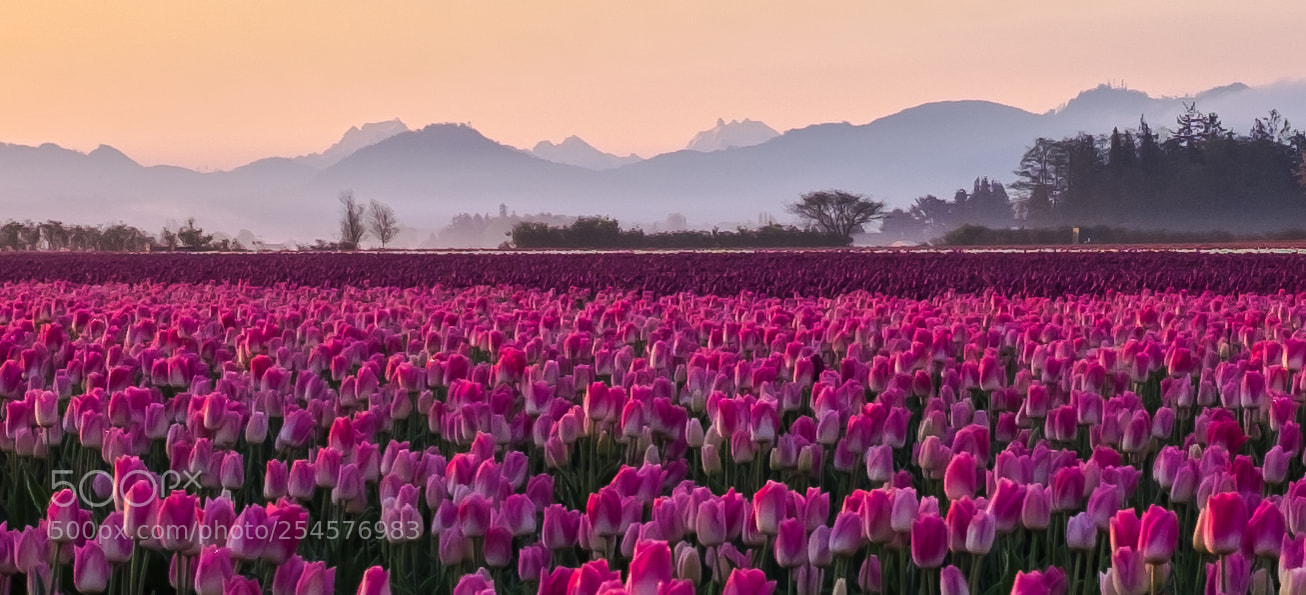 Fujifilm X100T sample photo. Skagit valley tulips at photography