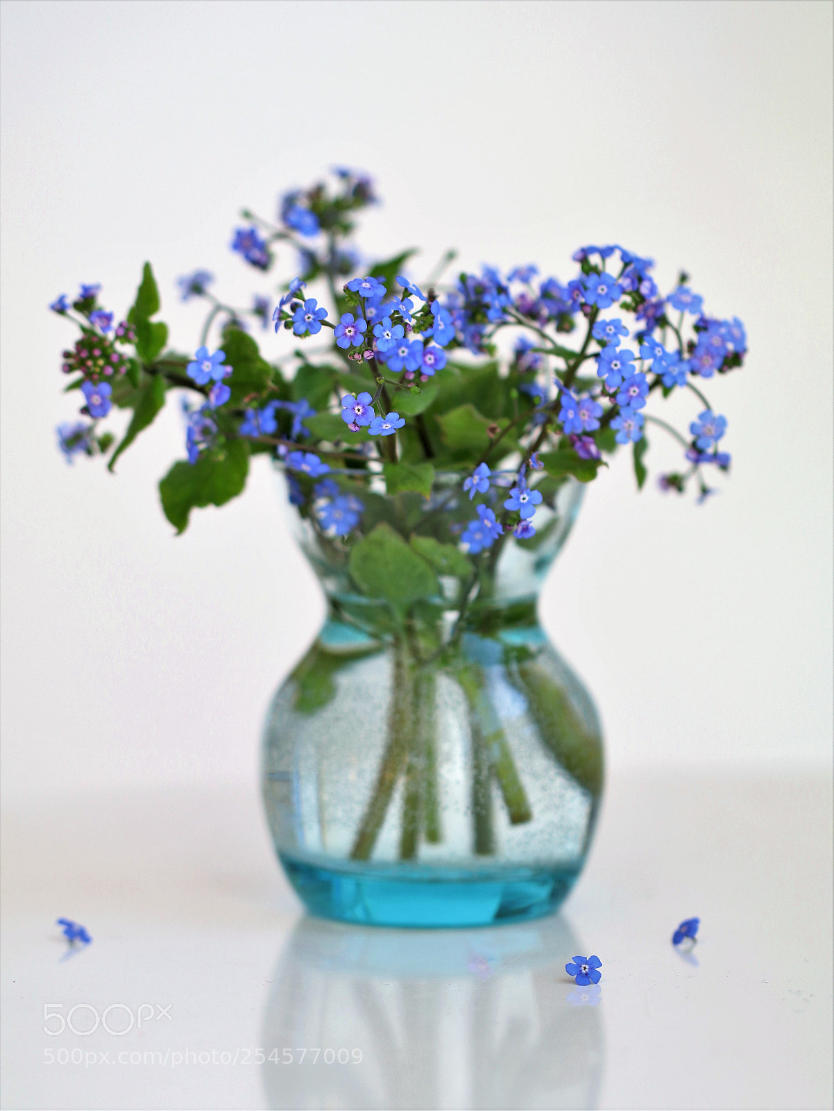 Canon EOS 80D sample photo. Myosotis photography