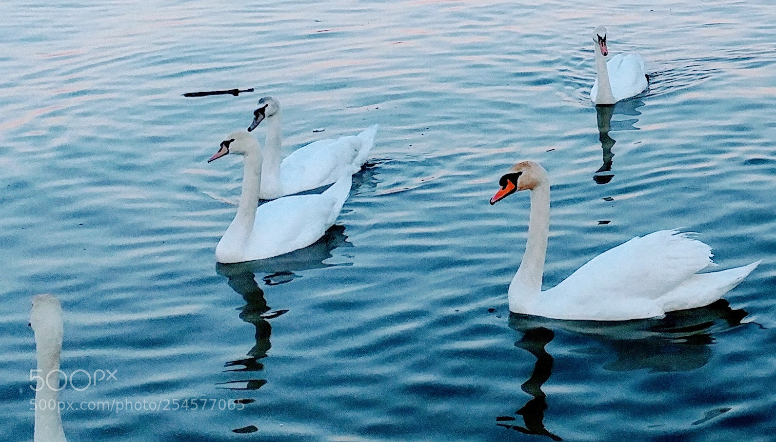 LG G5 sample photo. Swan lake photography
