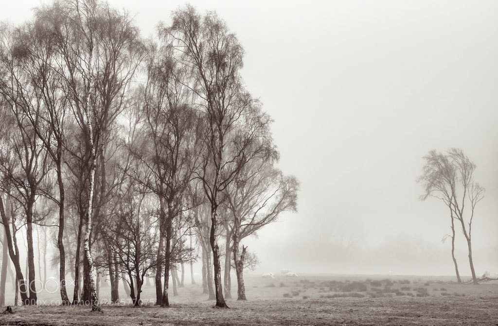 Nikon D810 sample photo. A sence of place photography