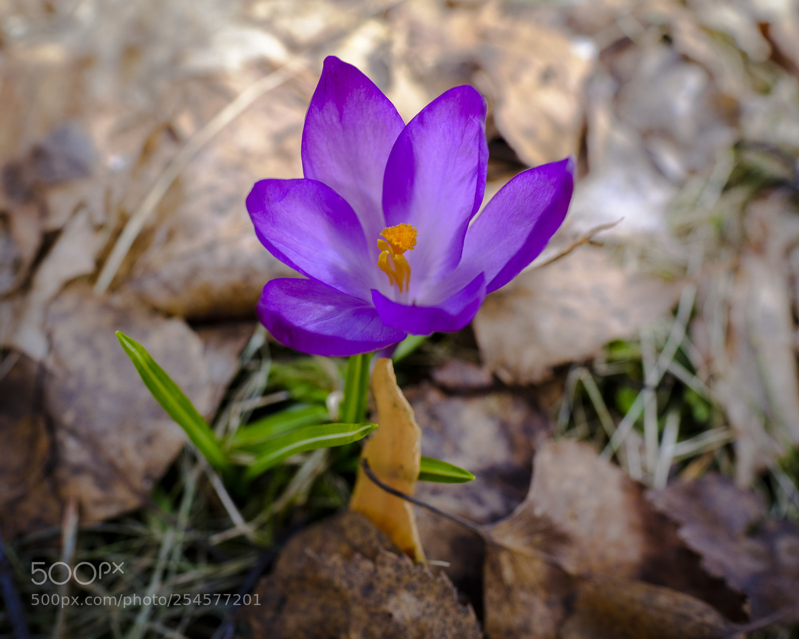 Fujifilm X-T2 sample photo. First crocus photography