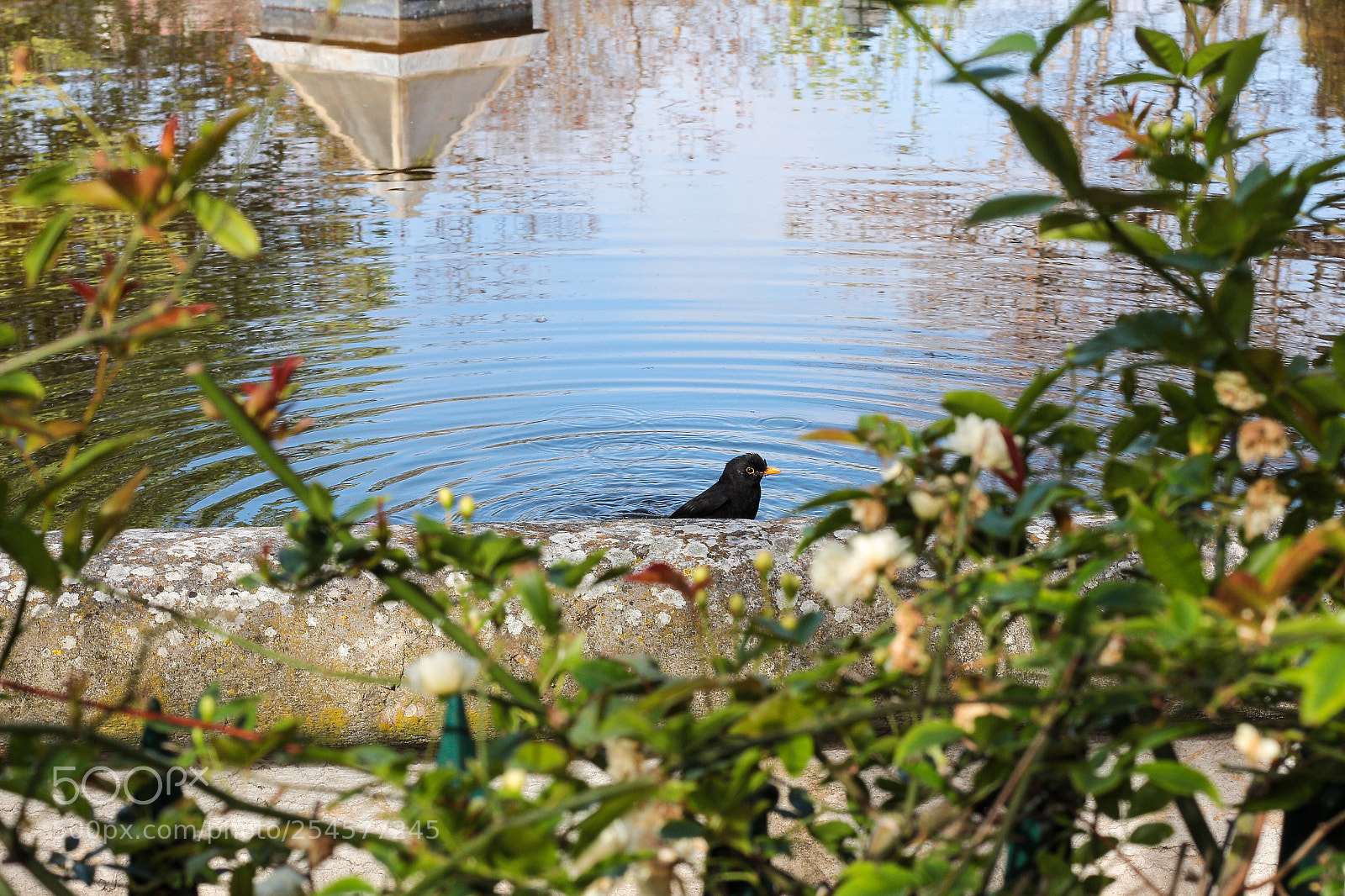 Canon EOS 700D (EOS Rebel T5i / EOS Kiss X7i) sample photo. Birdie photography