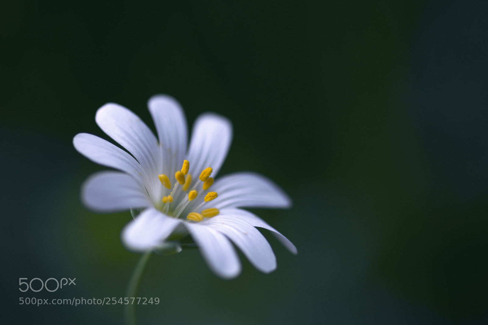 Nikon D7200 sample photo. Stellaria photography
