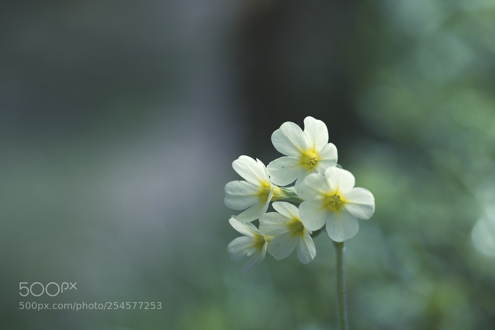Nikon D7200 sample photo. Primevère officinale photography
