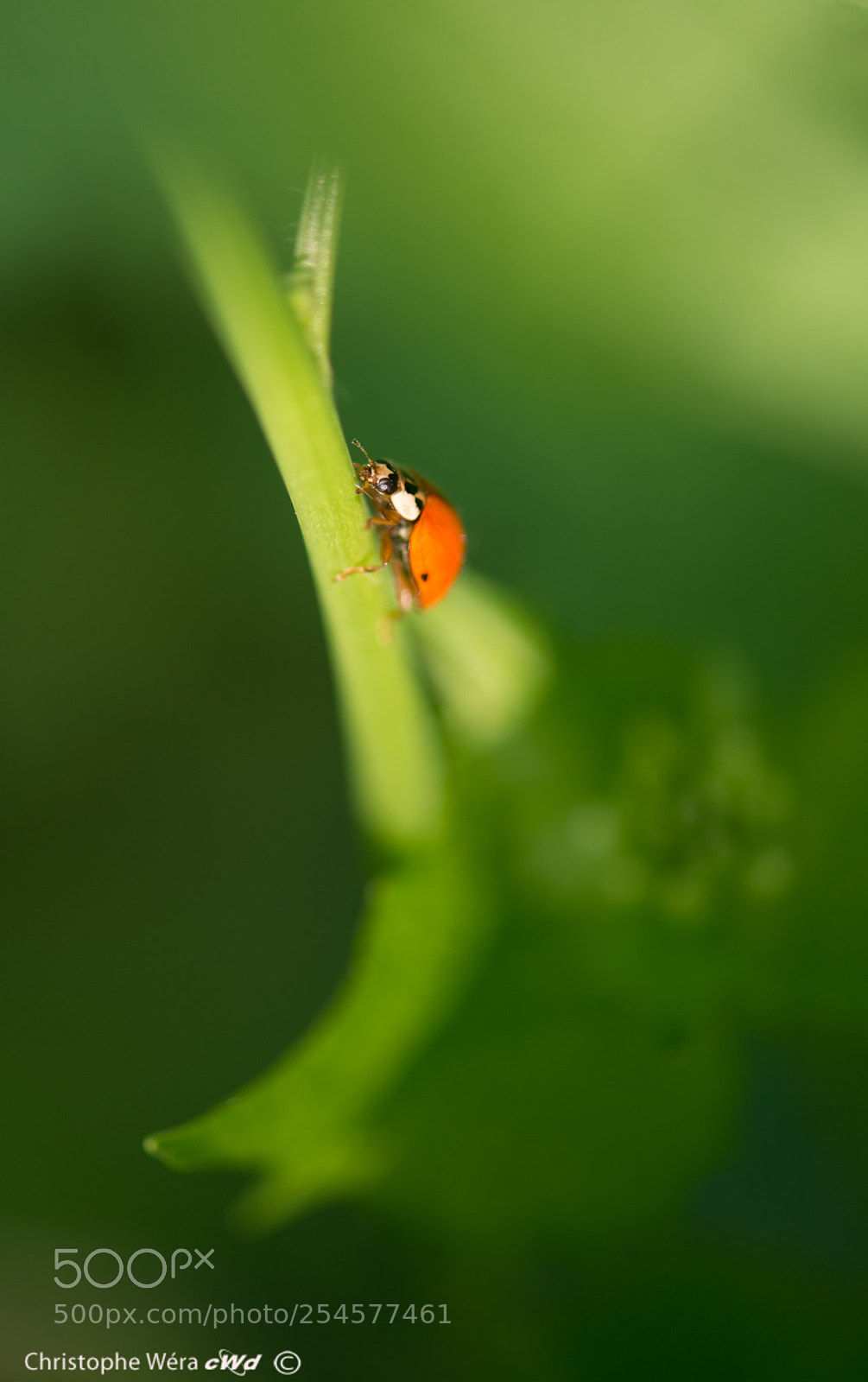 Nikon D800 sample photo. "lady bird" photography