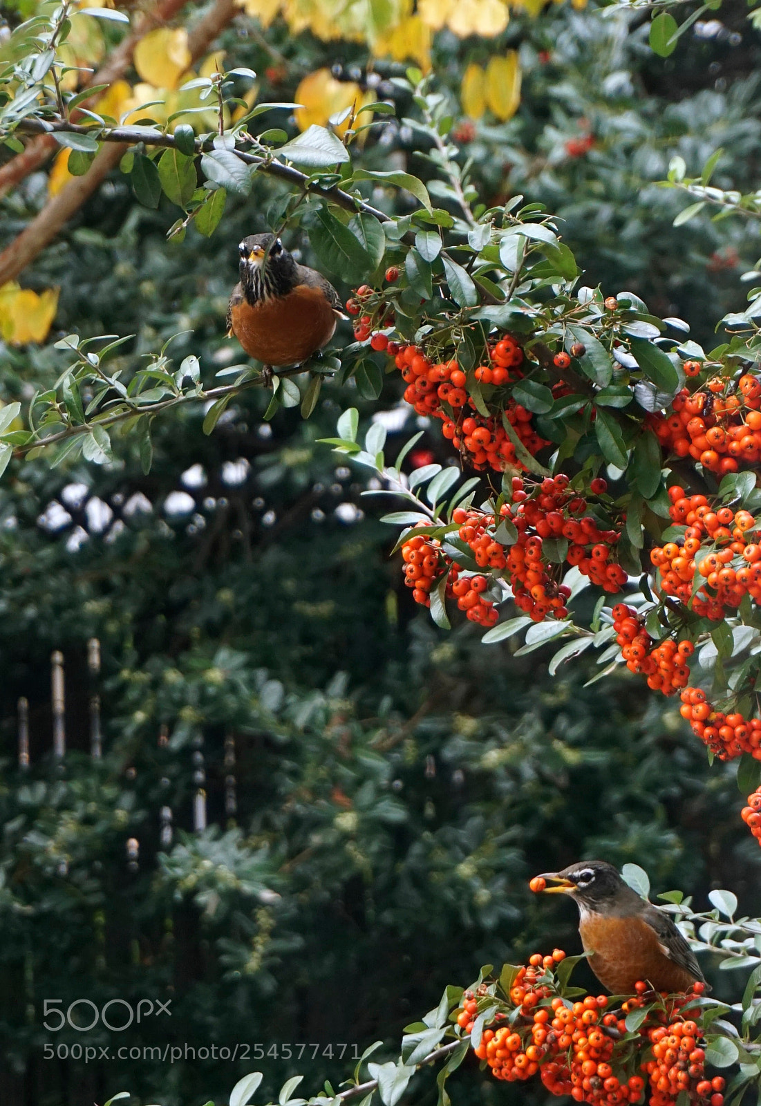 Sony a6000 sample photo. Robins photography
