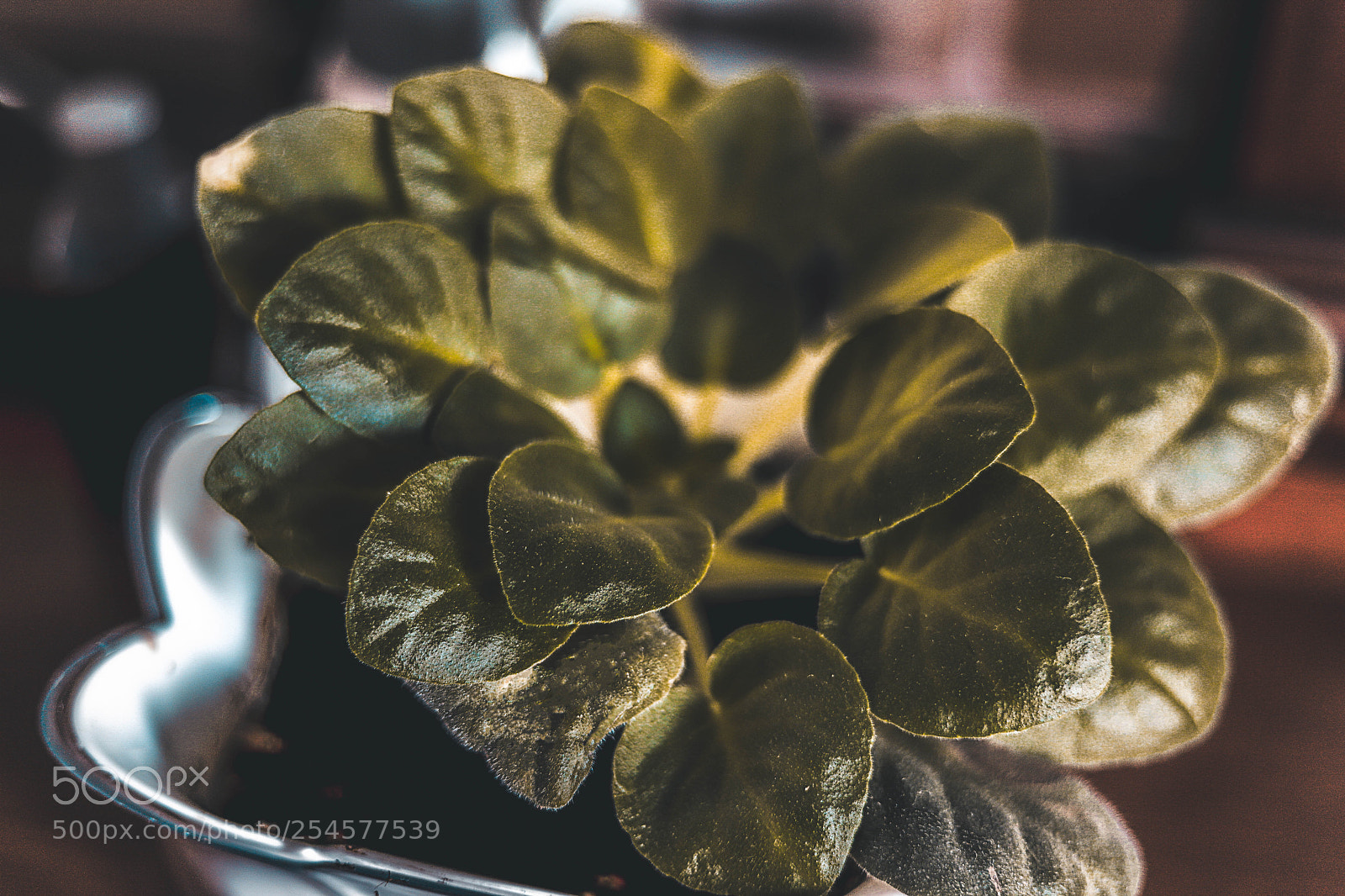 Canon EOS 6D Mark II sample photo. Real tones photography