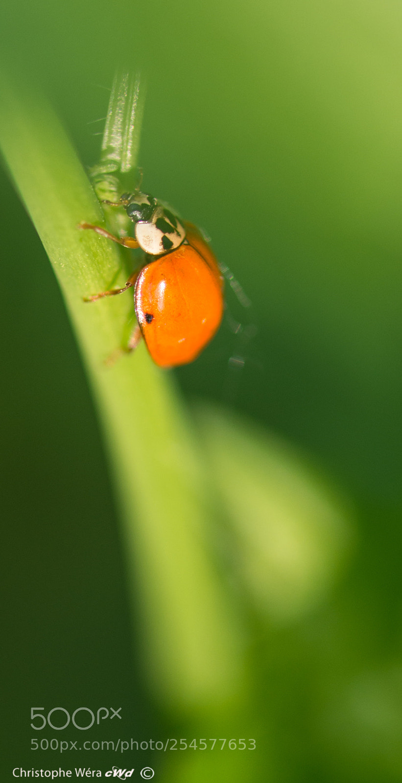 Nikon D800 sample photo. "lady bird"2 photography
