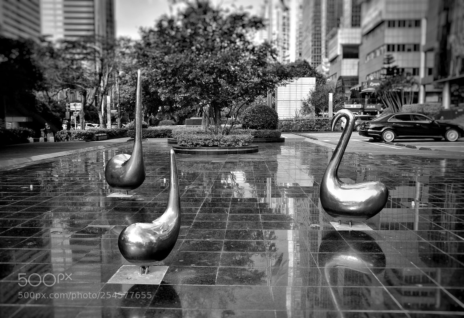 Nikon D5300 sample photo. Swan photography