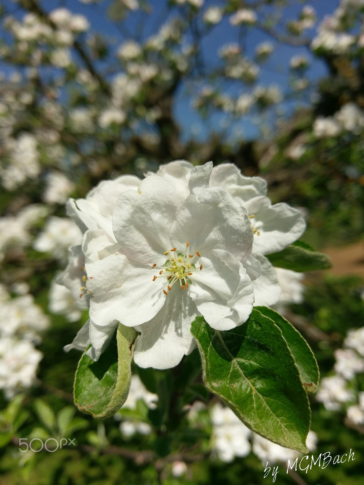 HTC 10 sample photo. Endlich frühling photography