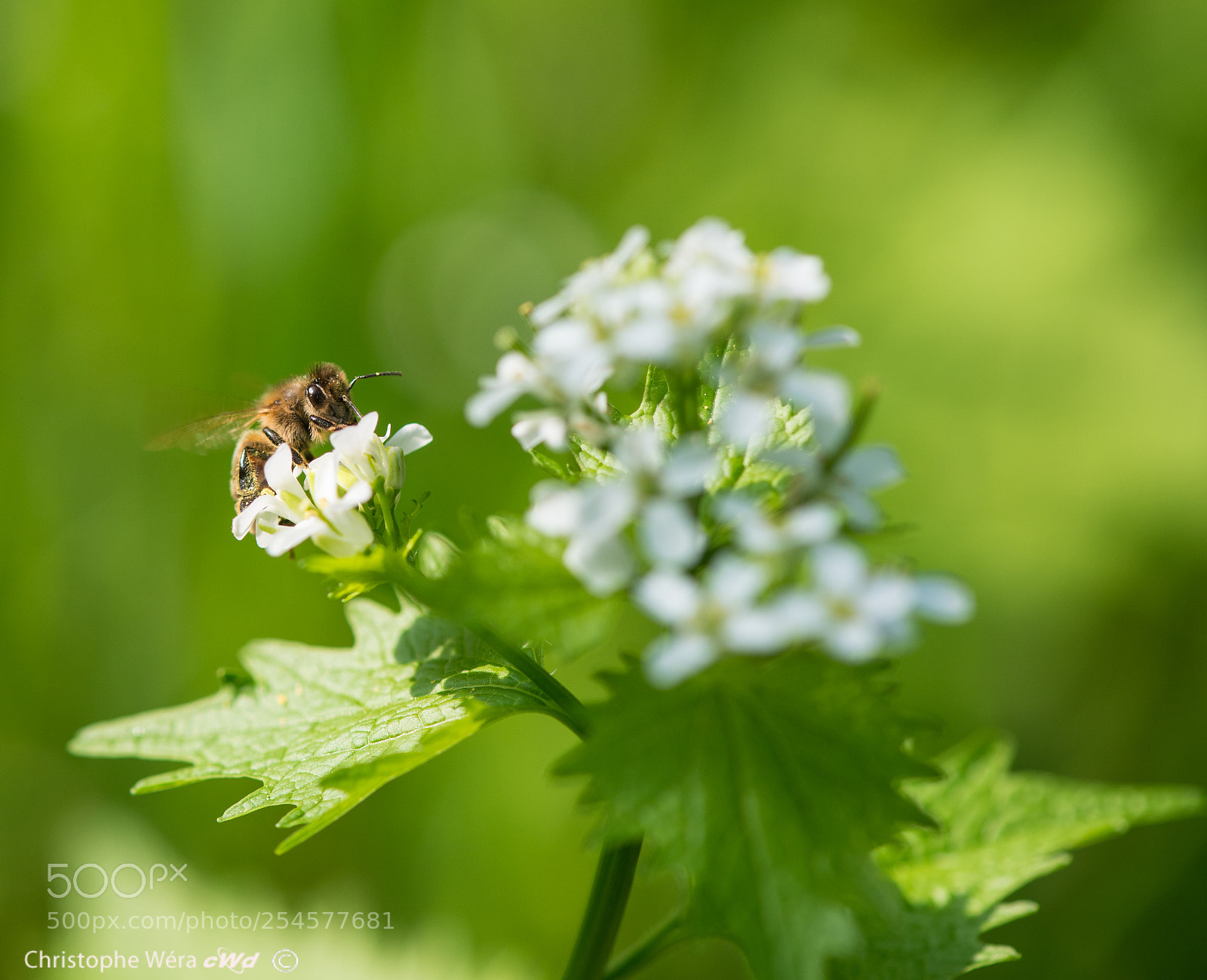 Nikon D800 sample photo. "bee" photography
