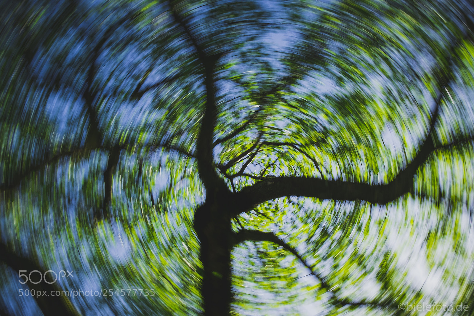 Fujifilm X-T20 sample photo. Tree vertigo photography