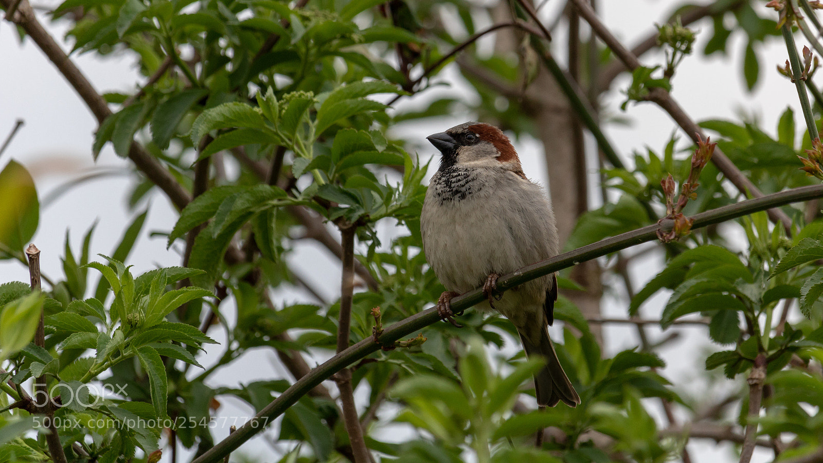Canon EOS 750D (EOS Rebel T6i / EOS Kiss X8i) sample photo. Passer domesticus photography