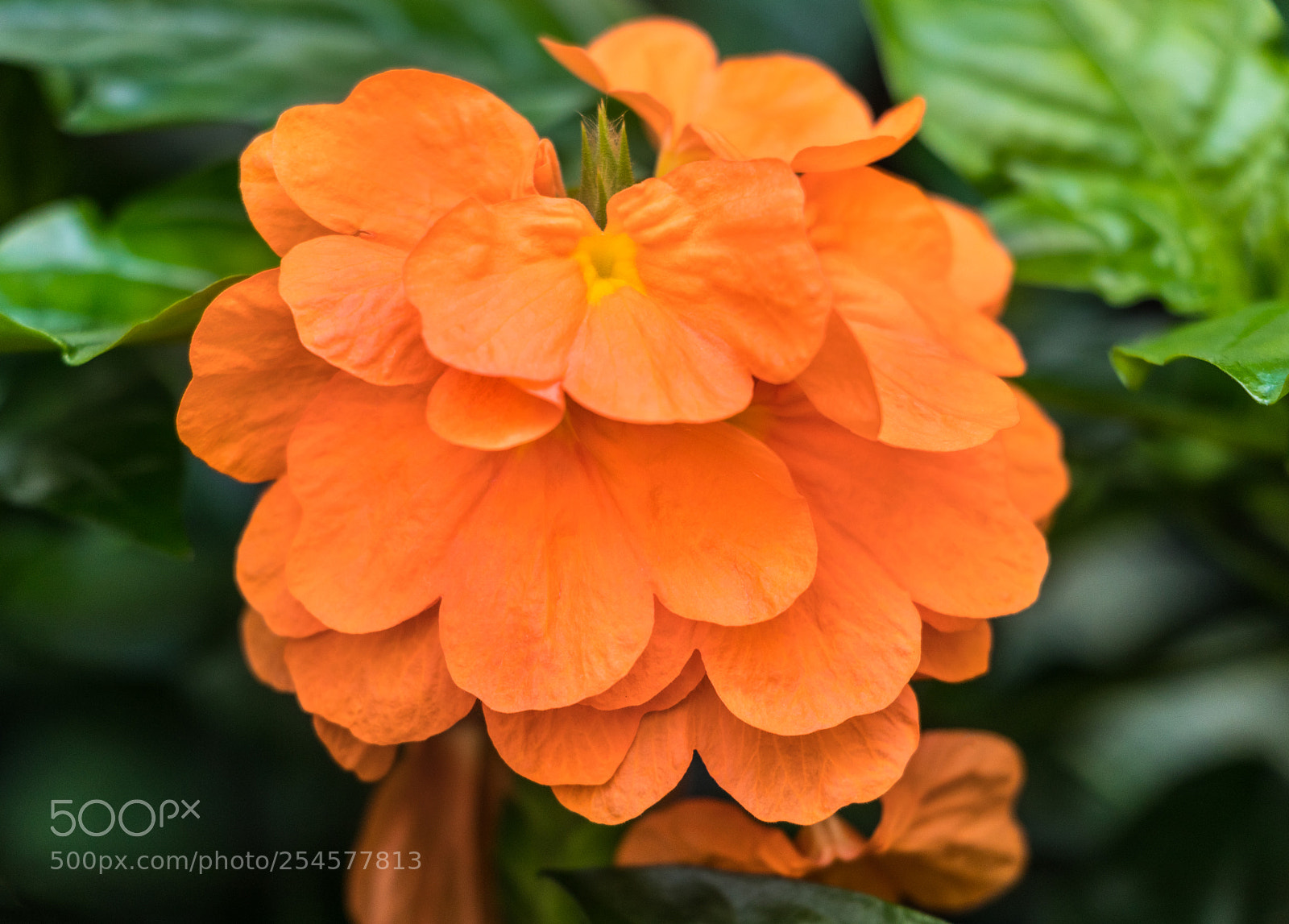 Canon EOS 800D (EOS Rebel T7i / EOS Kiss X9i) sample photo. Orange tropical flower photography