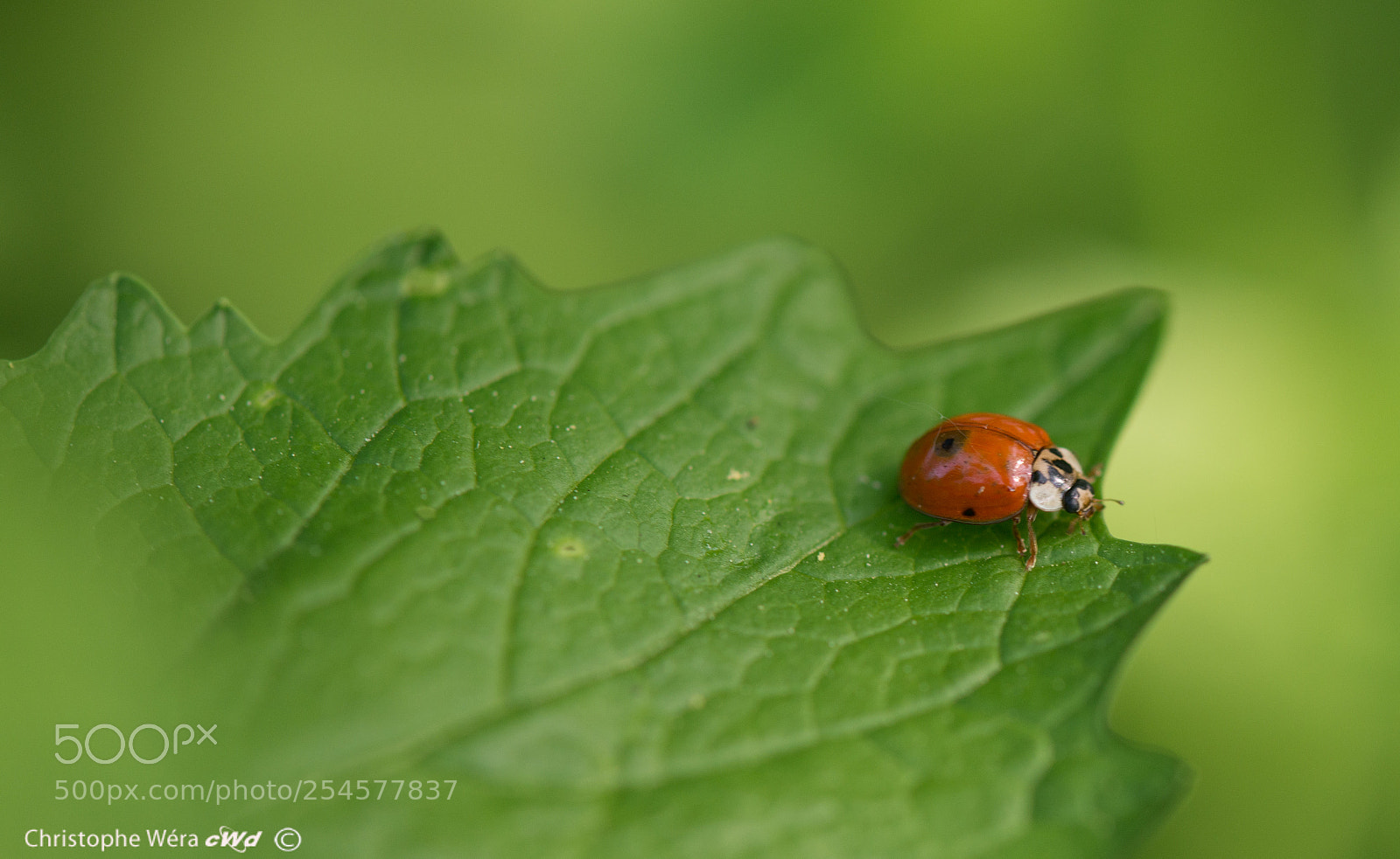 Nikon D800 sample photo. "lady bird"3 photography