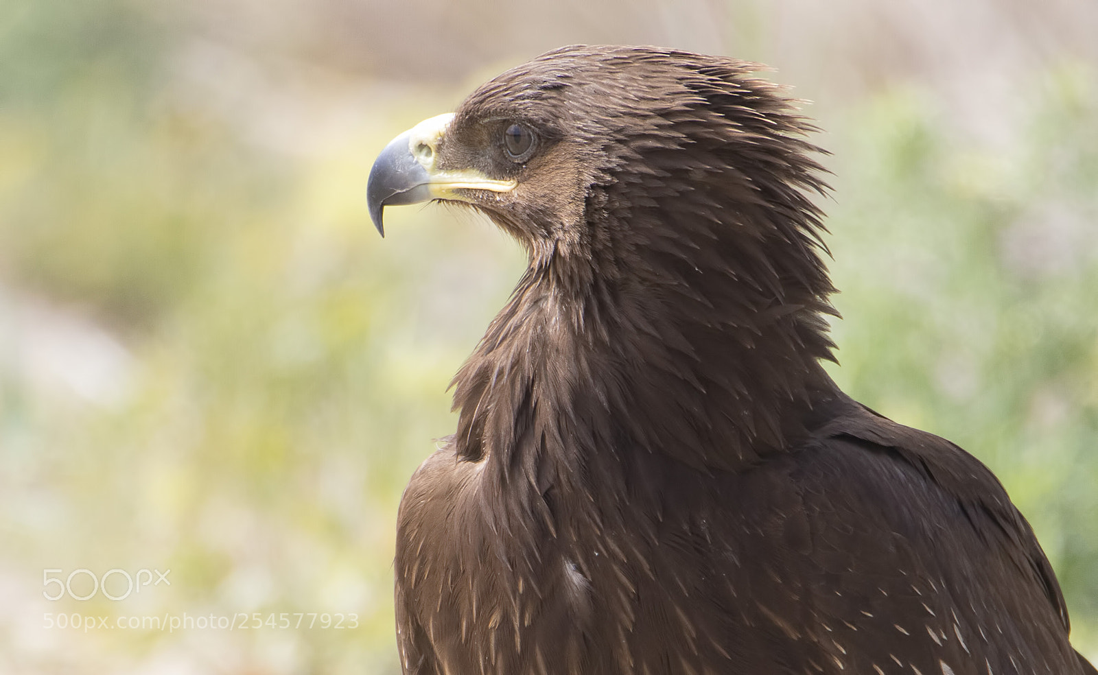 Canon EOS 7D Mark II sample photo. B y k orman photography