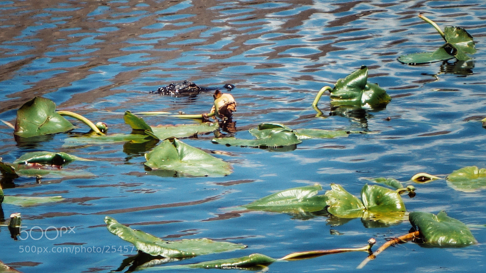 Sony Cyber-shot DSC-RX100 II sample photo. Florida wildlife photography