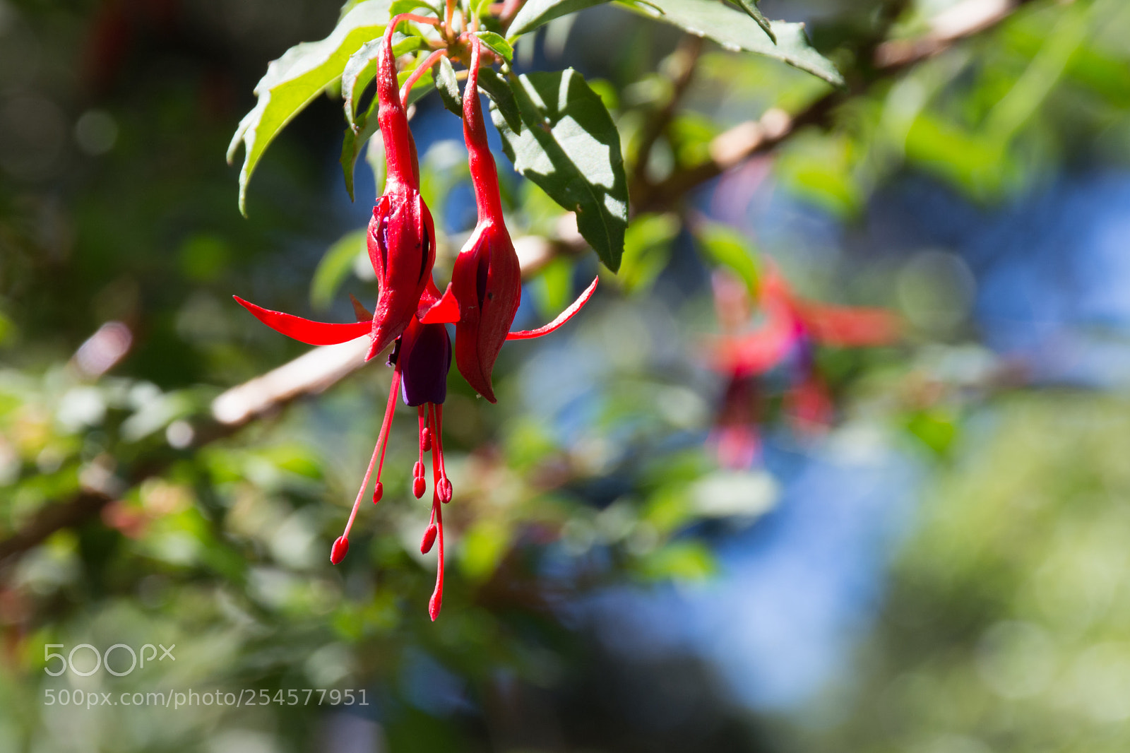 Nikon D7200 sample photo. Aljabas photography