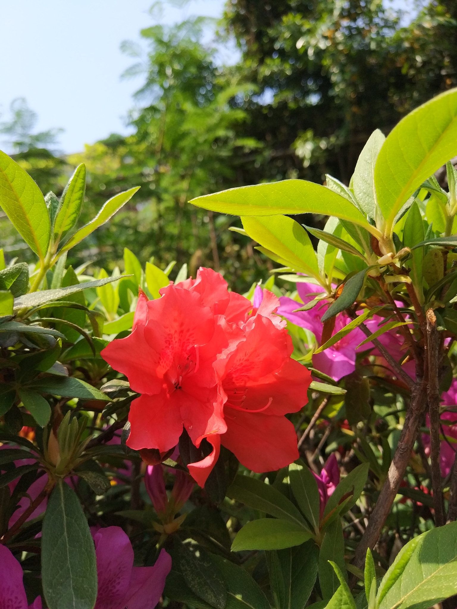 Xiaomi MI 5s sample photo