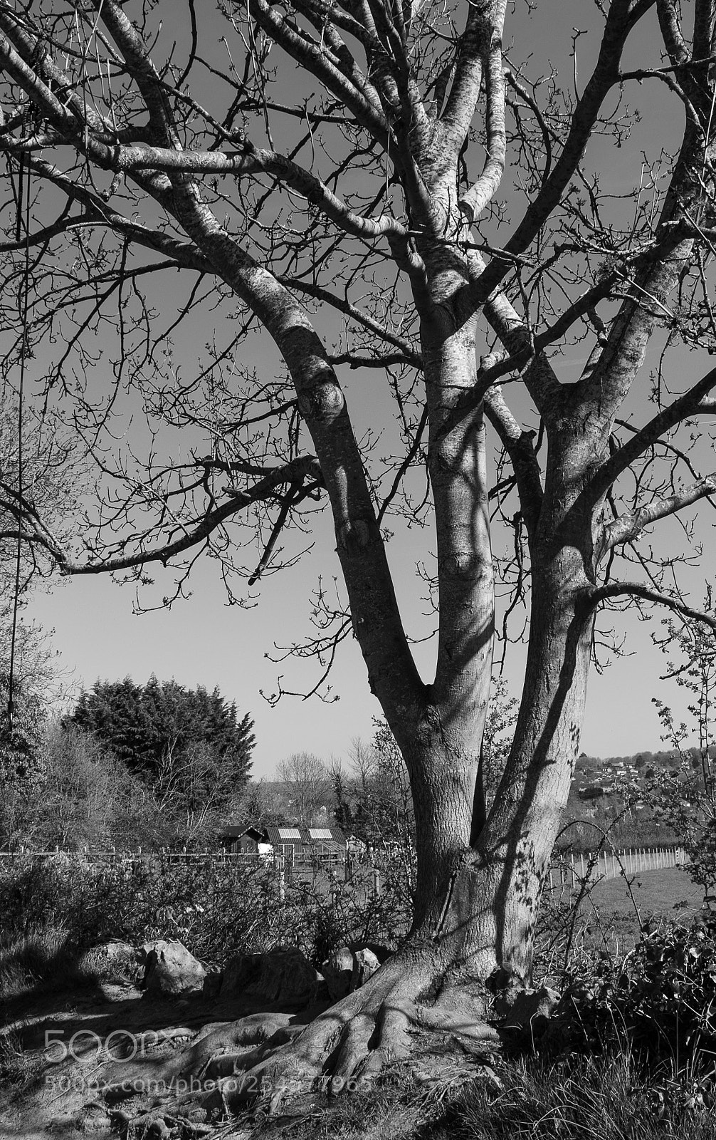 Canon EOS 80D sample photo. Roots photography