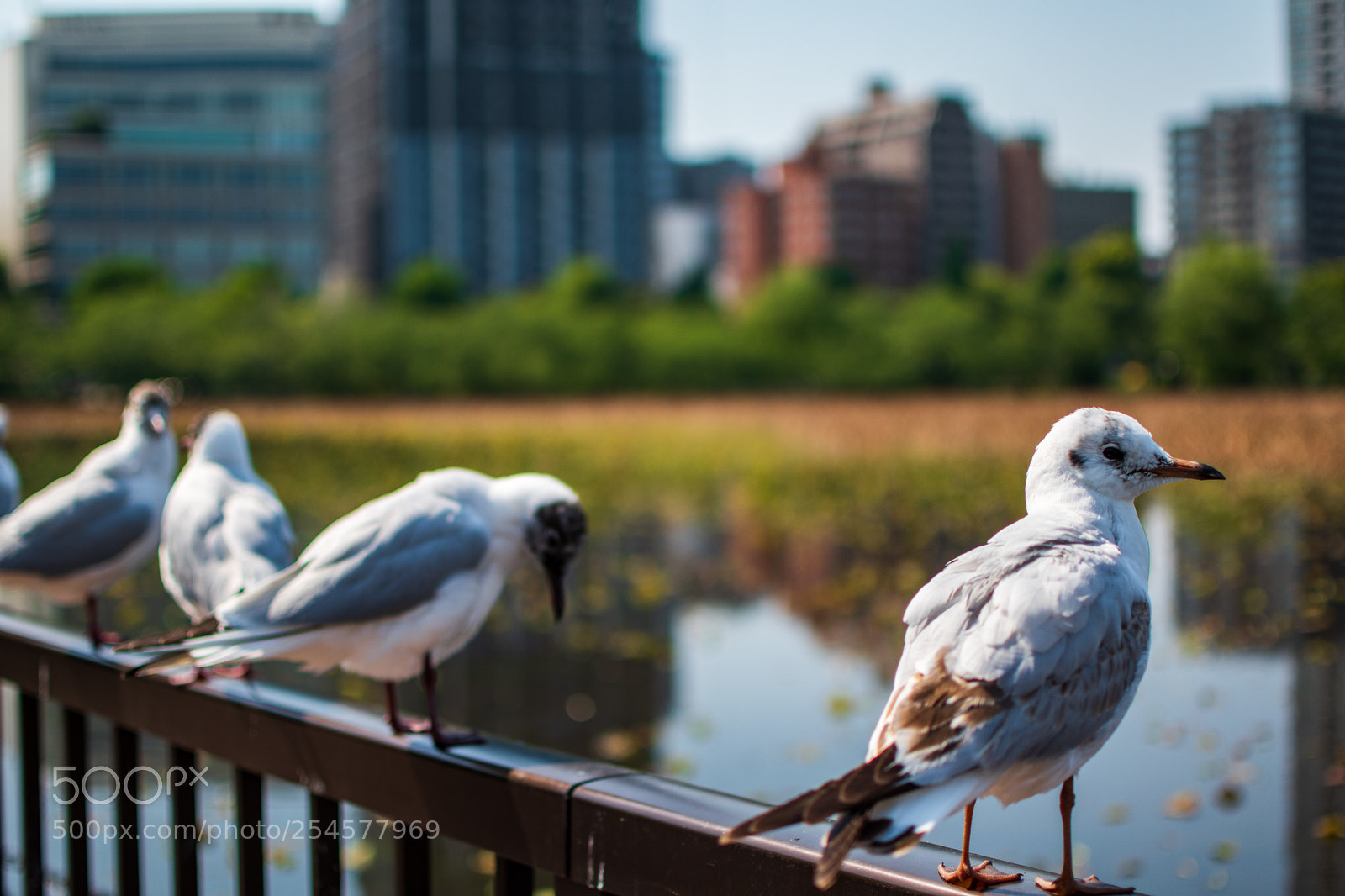 Nikon D5500 sample photo. Shinobazu pond photography