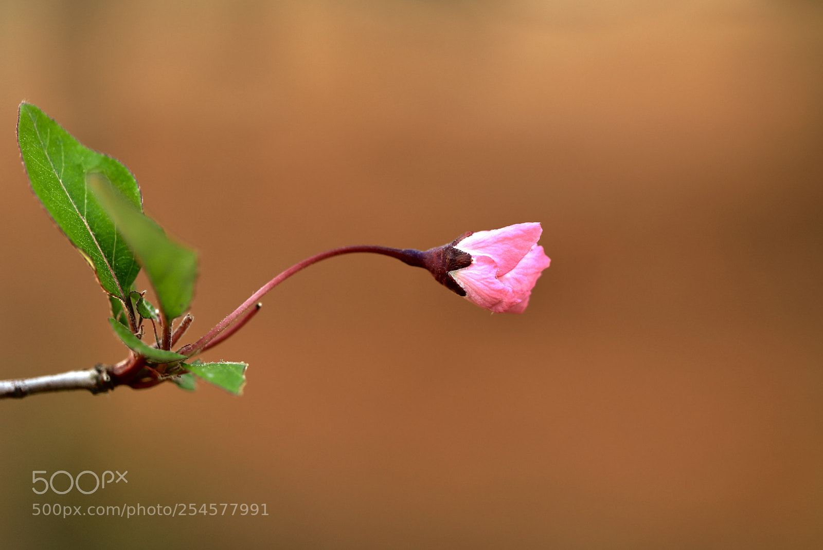 Canon EOS 5D Mark IV sample photo. Hi ! : i wake up :) photography