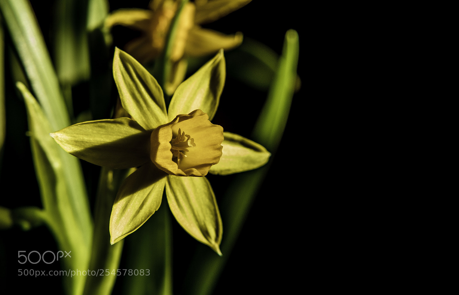 Canon EOS 5D Mark IV sample photo. Flower [high contrast] photography