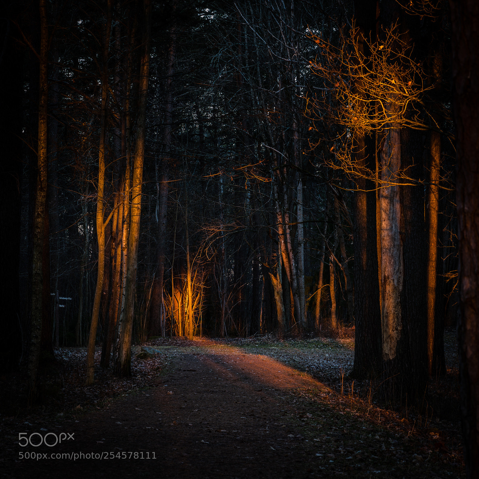 Nikon D810 sample photo. Sunbeam photography