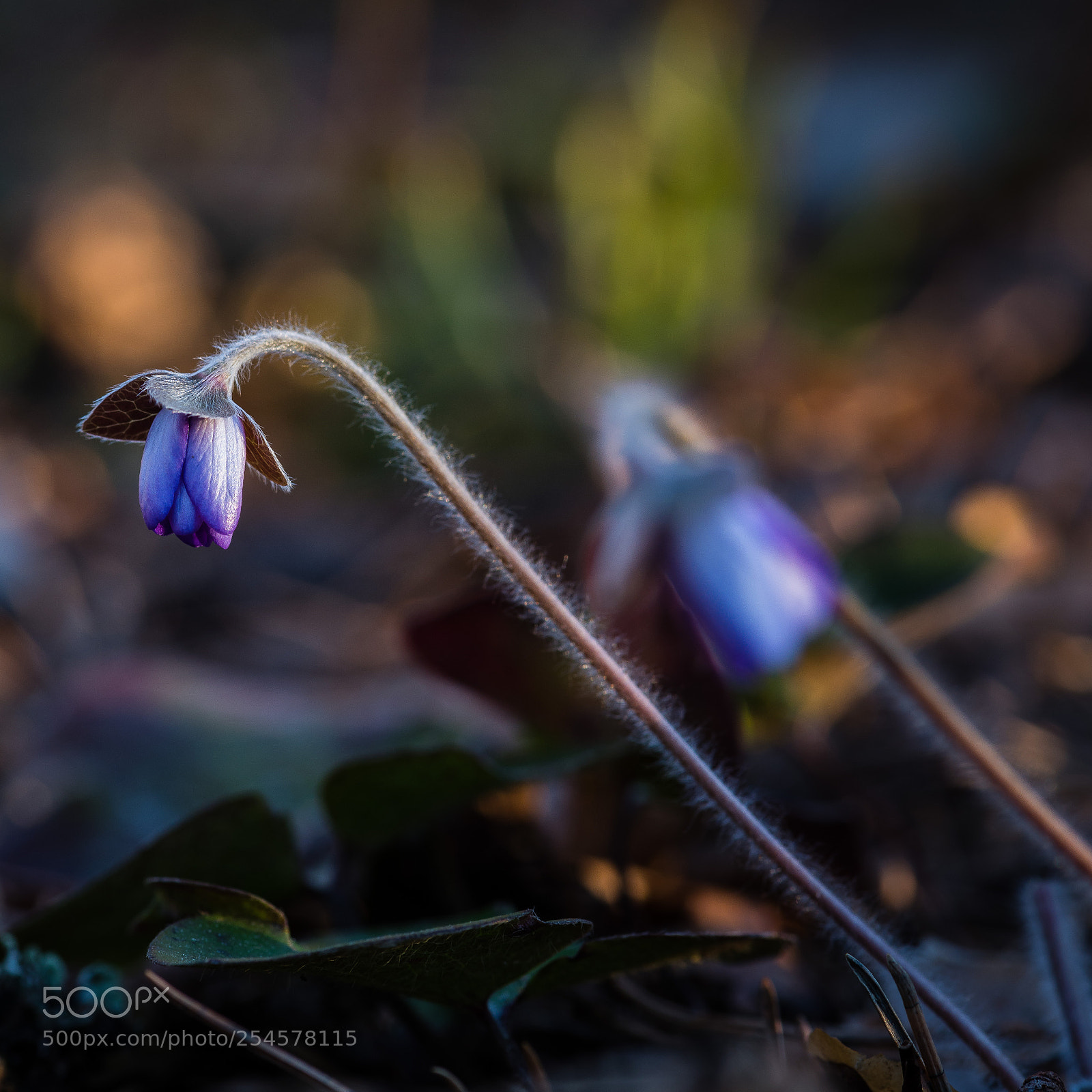 Nikon D810 sample photo. Hepatica photography