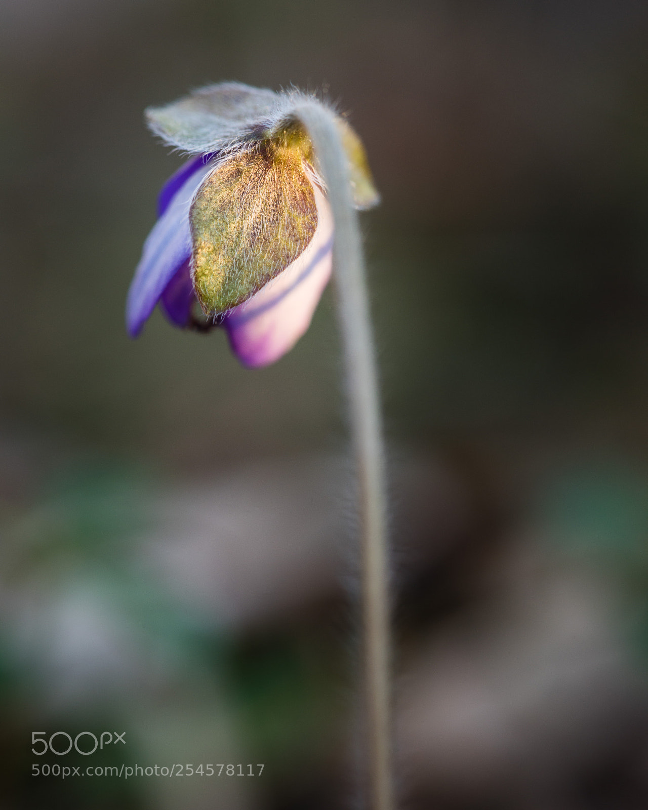 Nikon D810 sample photo. Hepatica photography