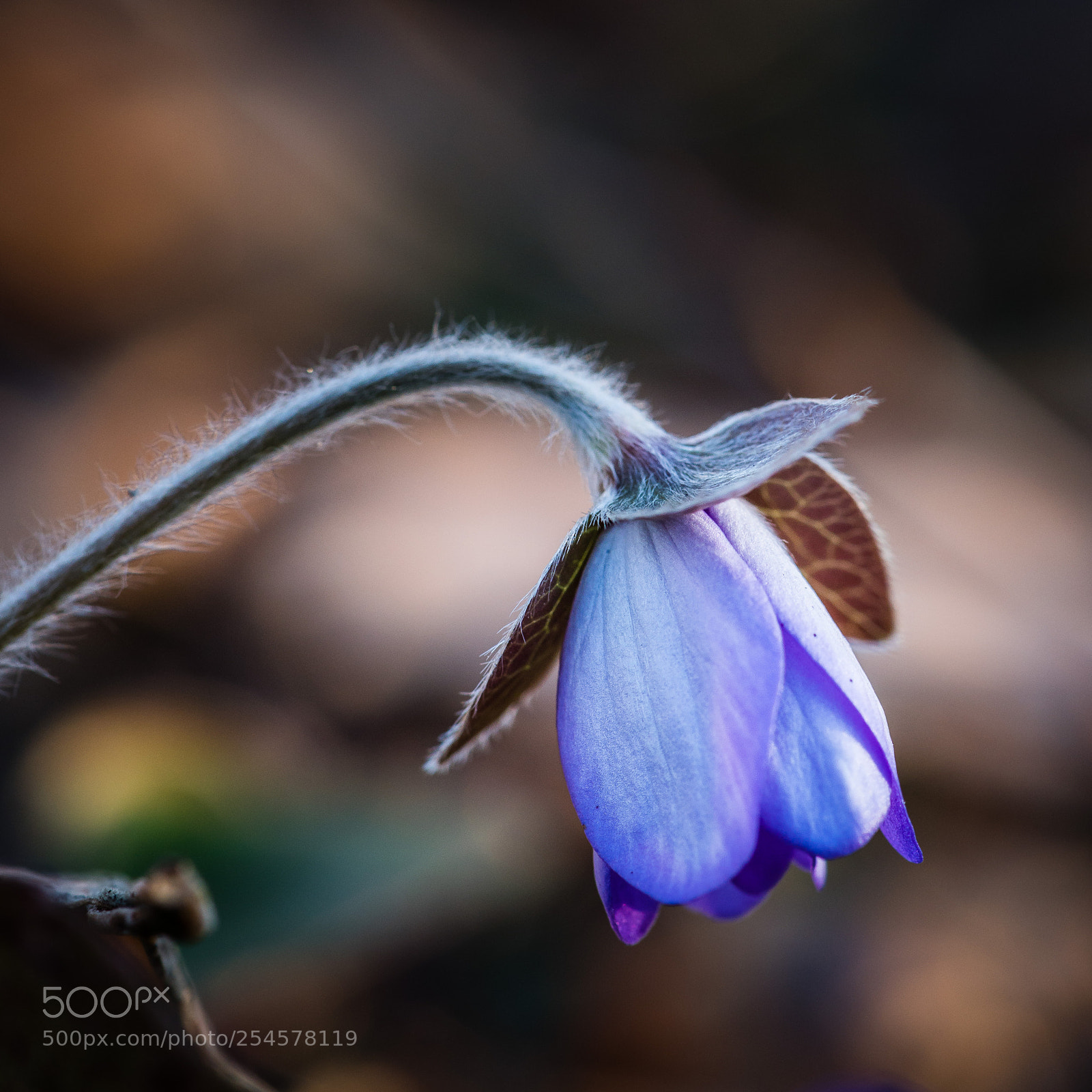 Nikon D810 sample photo. Hepatica photography