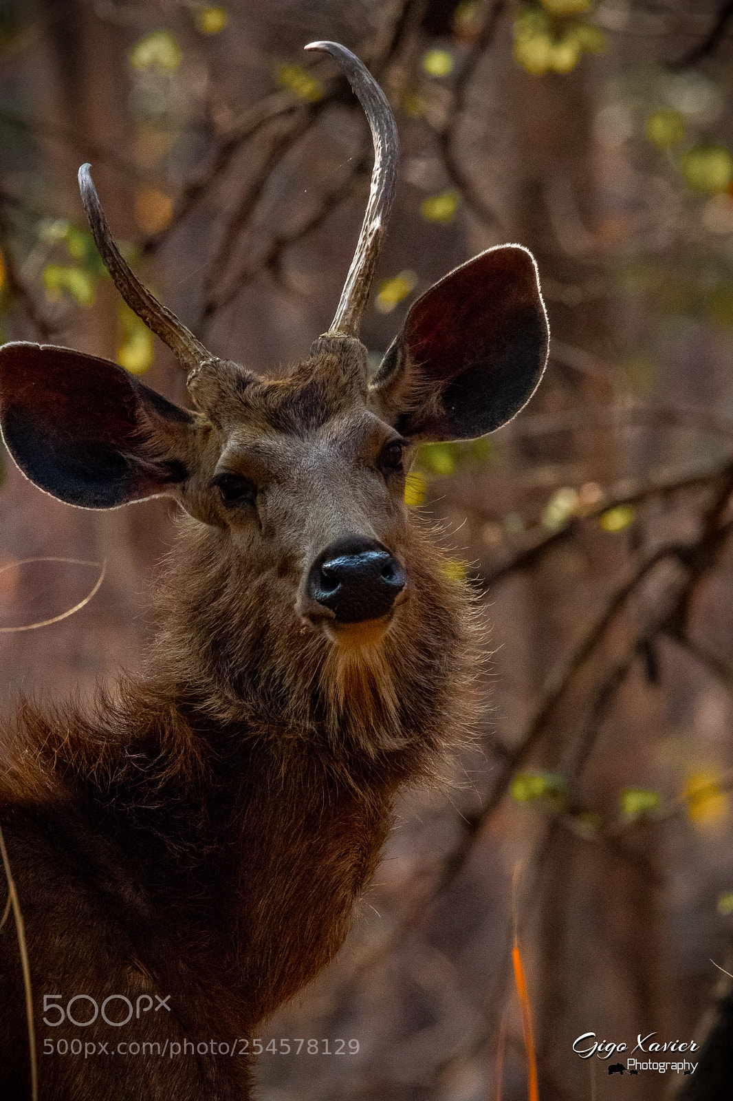Canon EOS 80D sample photo. Sambar deer photography