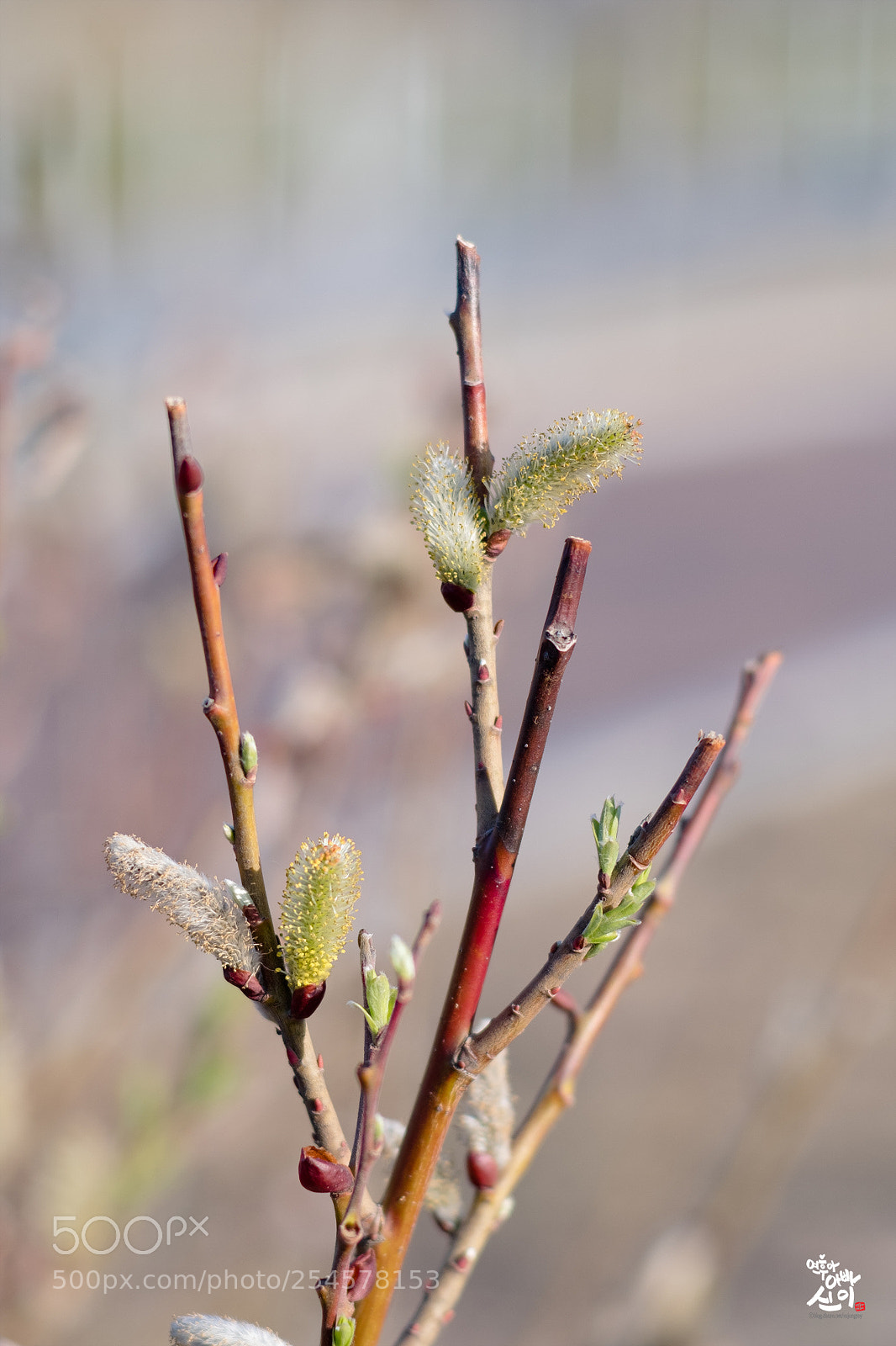 Fujifilm X-T2 sample photo. Wild rye photography