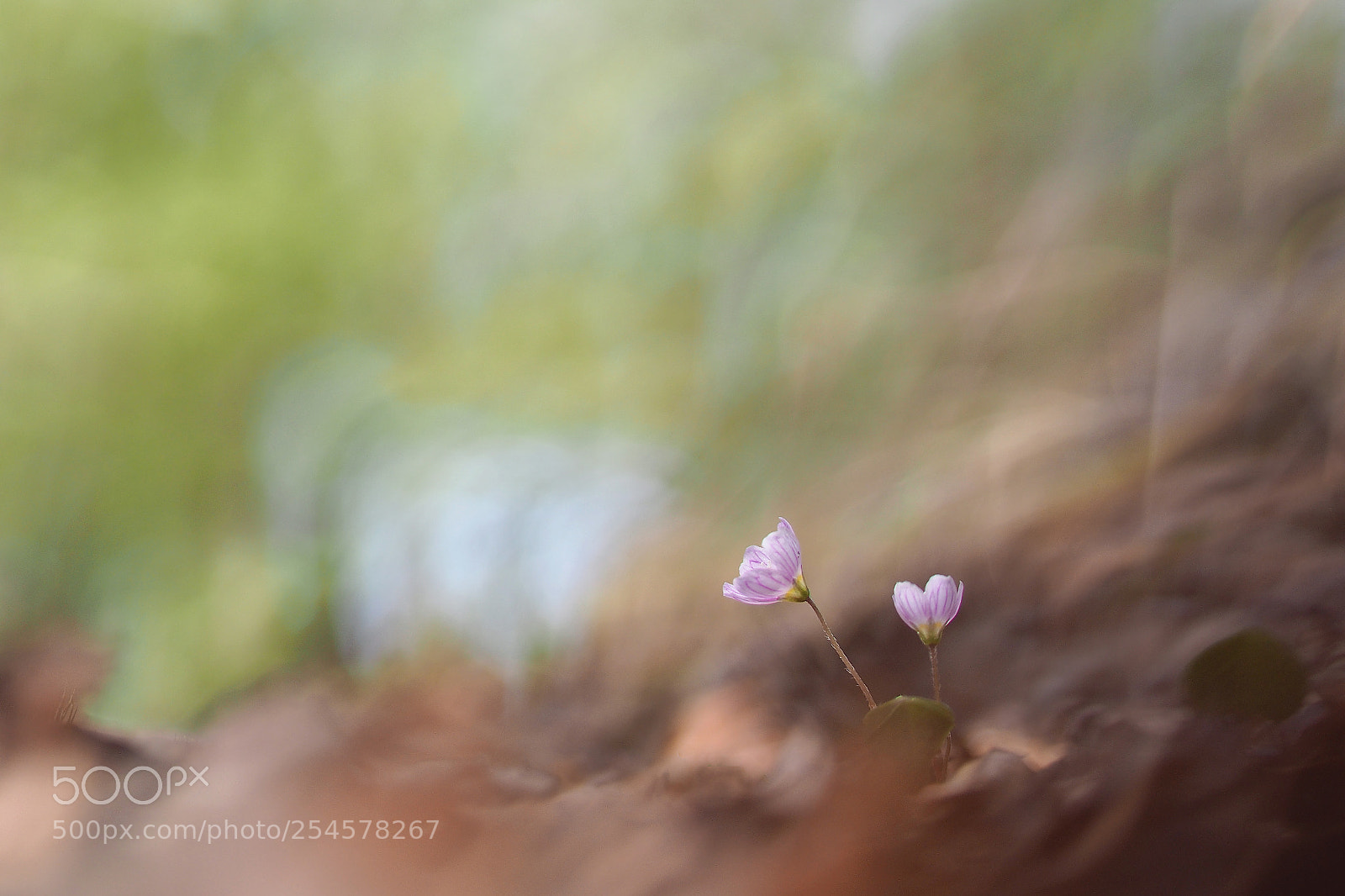 Olympus OM-D E-M10 sample photo. Wood sorrel photography