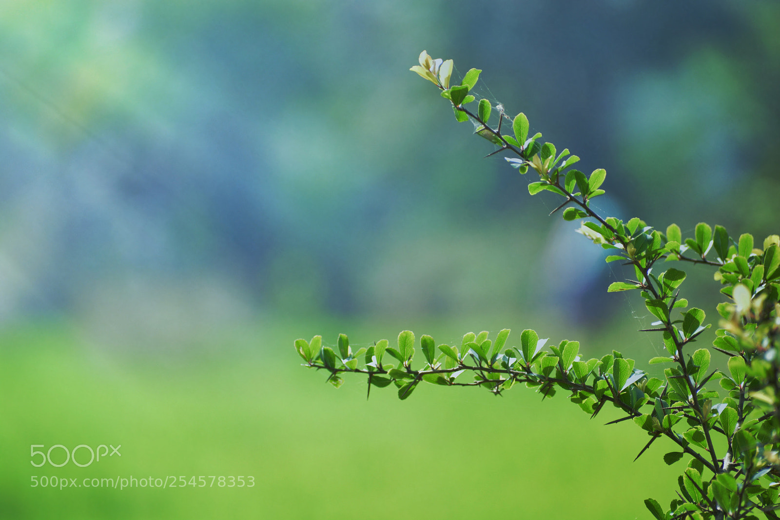 Nikon D5200 sample photo. Untitled photography