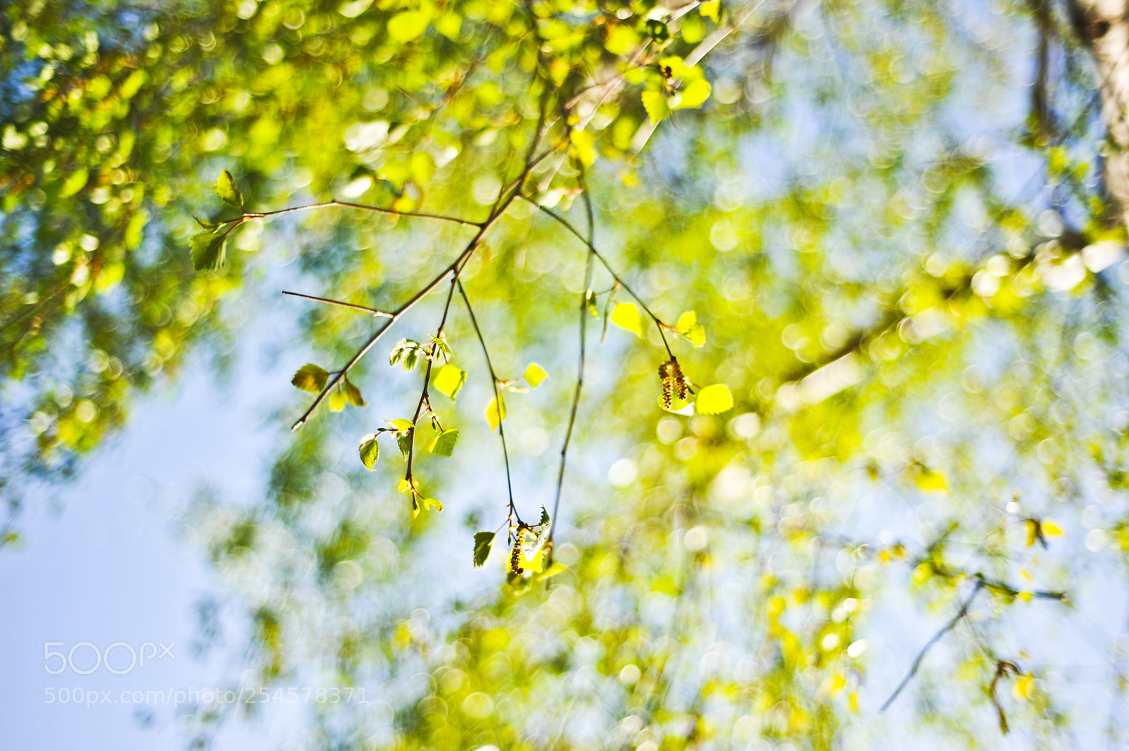 Nikon D700 sample photo. The autumn left photography