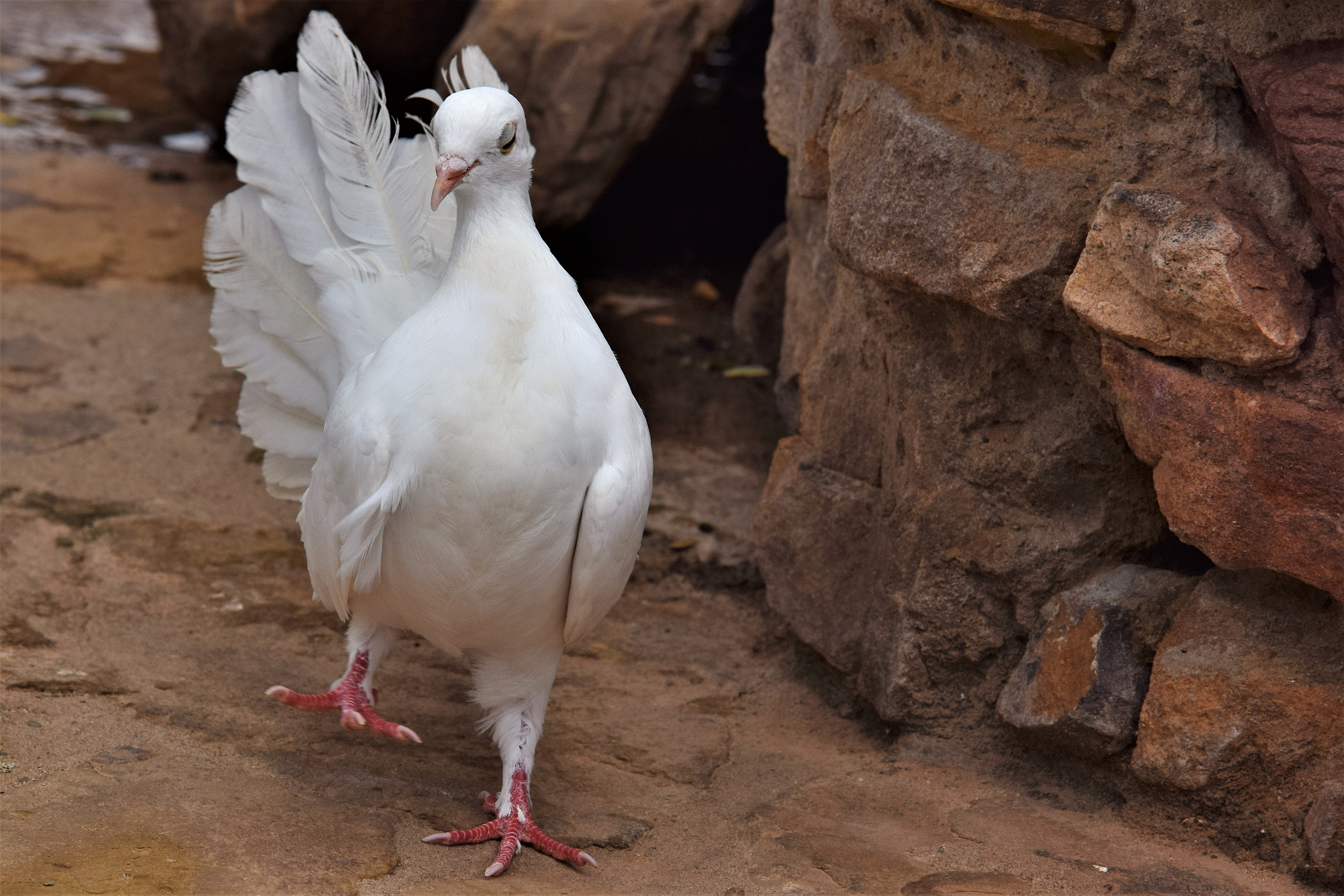 Nikon D3300 sample photo. A white dove walking photography