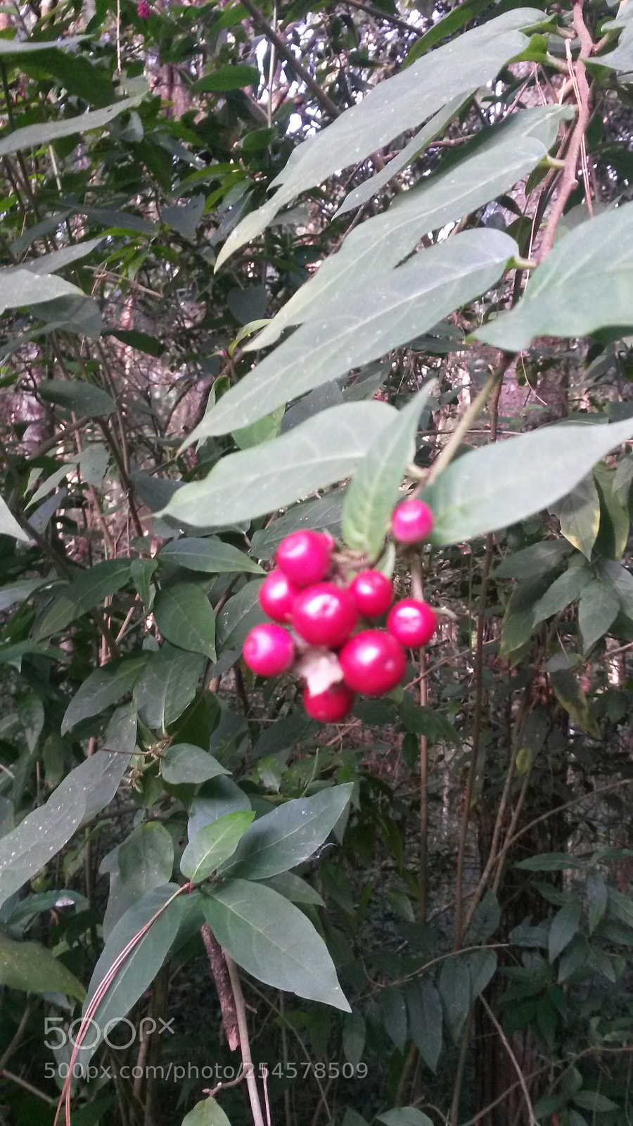 Samsung Galaxy S4 Mini sample photo. Wild berries by the photography