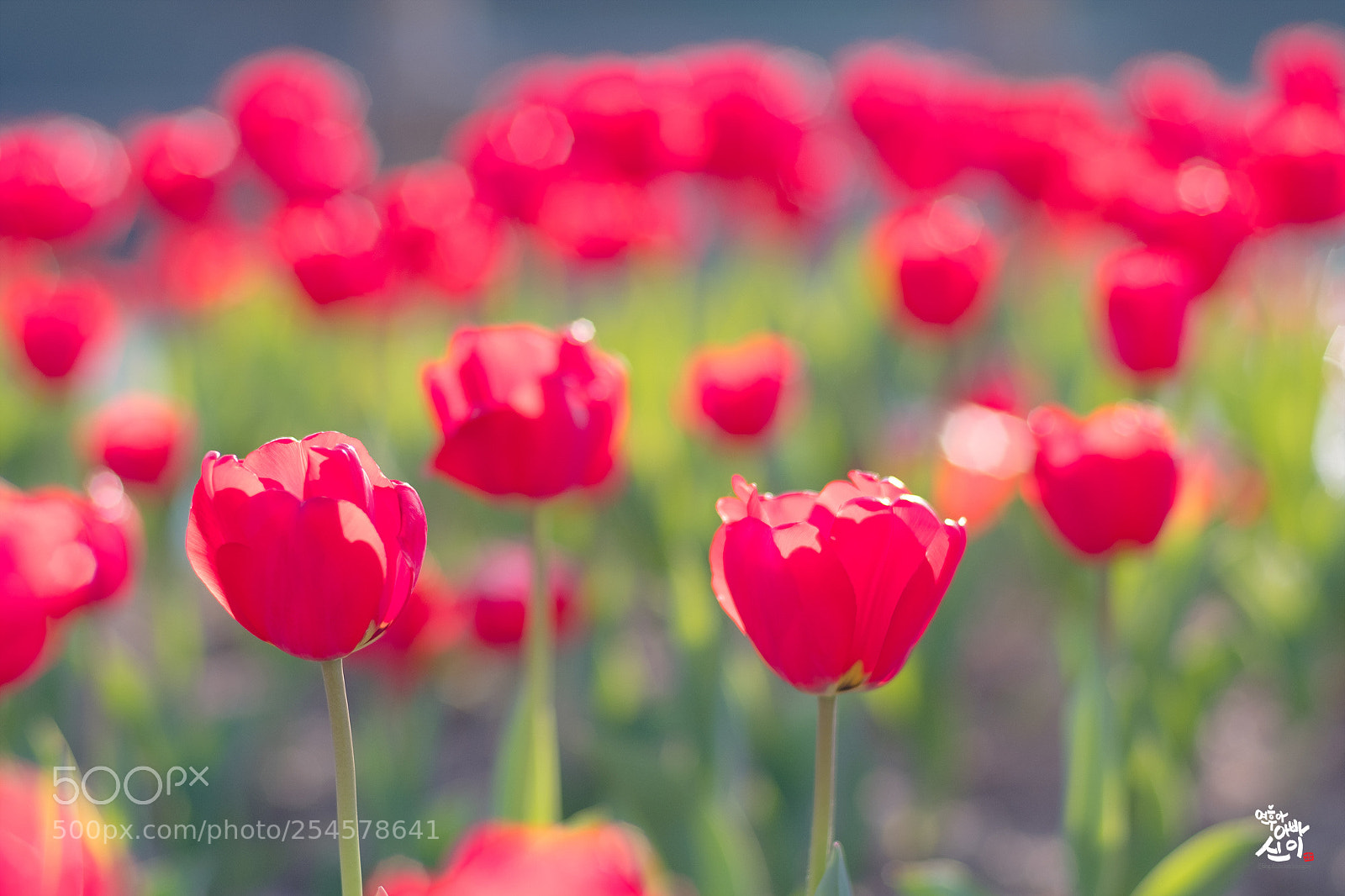 Fujifilm X-T2 sample photo. Red tulip photography