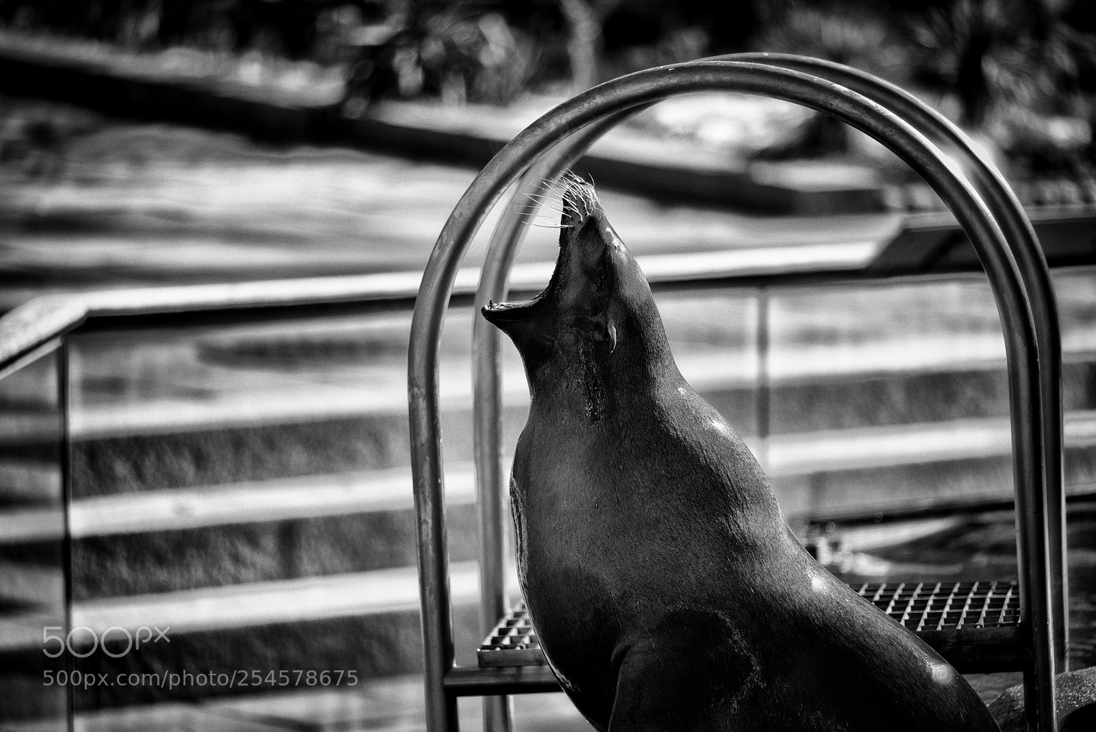 Nikon D810 sample photo. Central park zoo photography