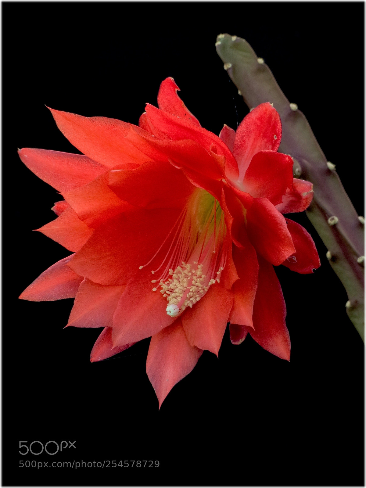 Canon PowerShot SX40 HS sample photo. Cactus flower photography