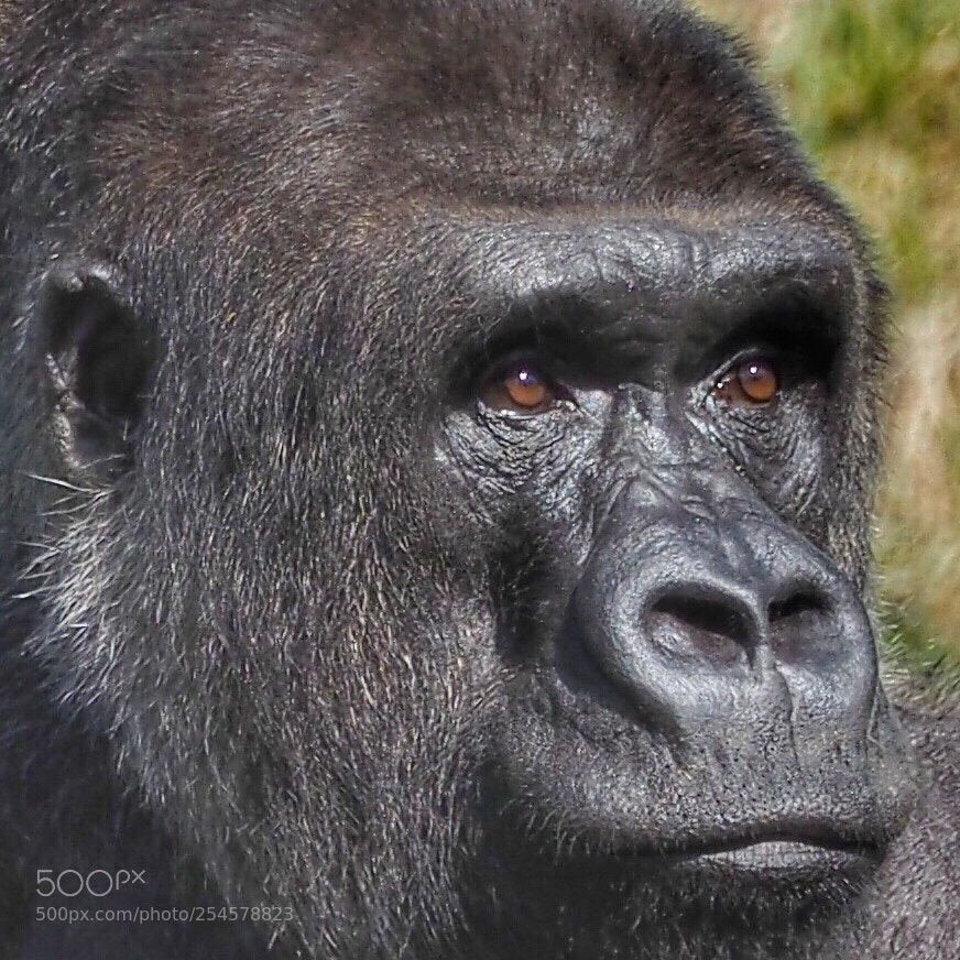 Olympus OM-D E-M1 sample photo. Gorilla  photography
