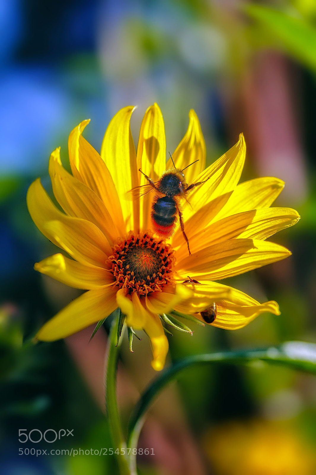 Canon EOS 60D sample photo. Sunflower (18602) photography