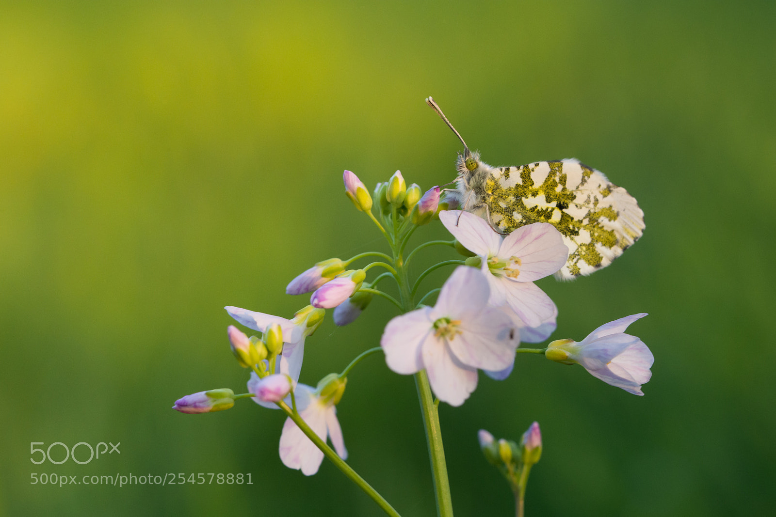 Nikon D7200 sample photo. Orange tip photography