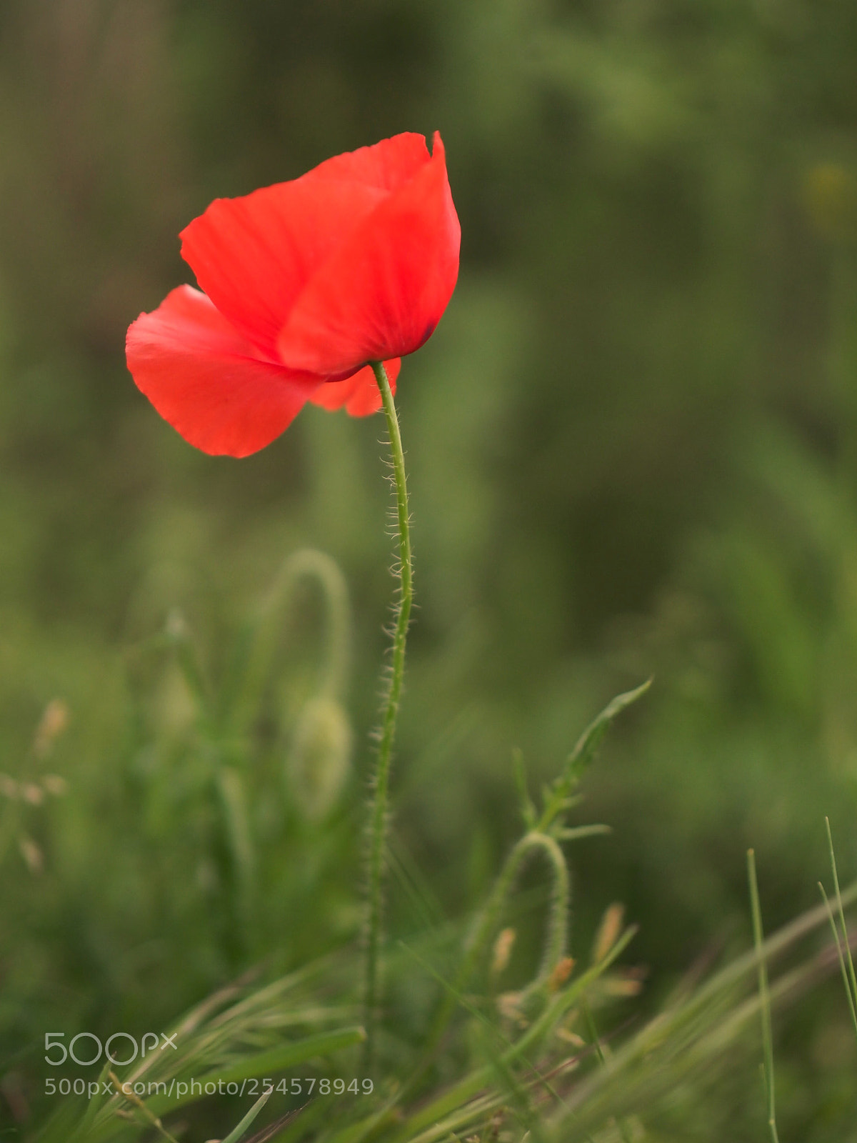 Olympus OM-D E-M1 Mark II sample photo. Test leica 42.5 f1.2 photography