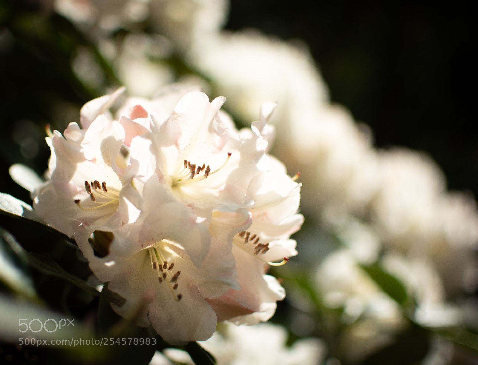Nikon D5500 sample photo. Spring ii photography