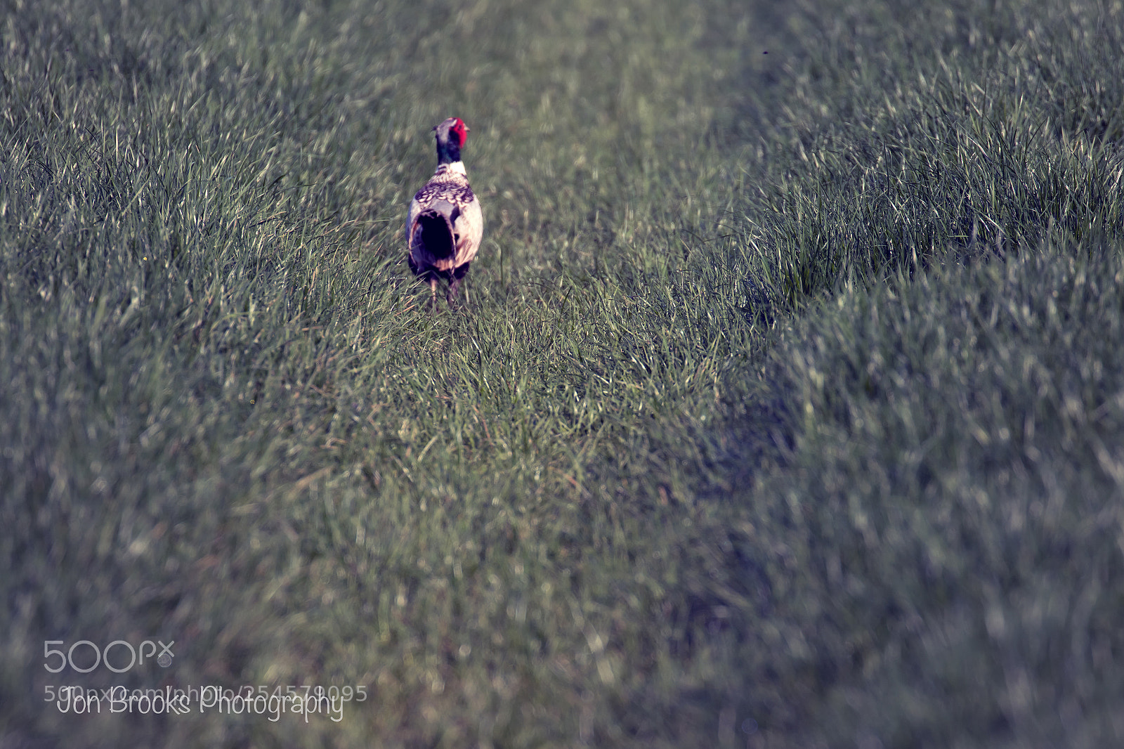 Canon EOS 7D Mark II sample photo. Pheasant on the run.... photography