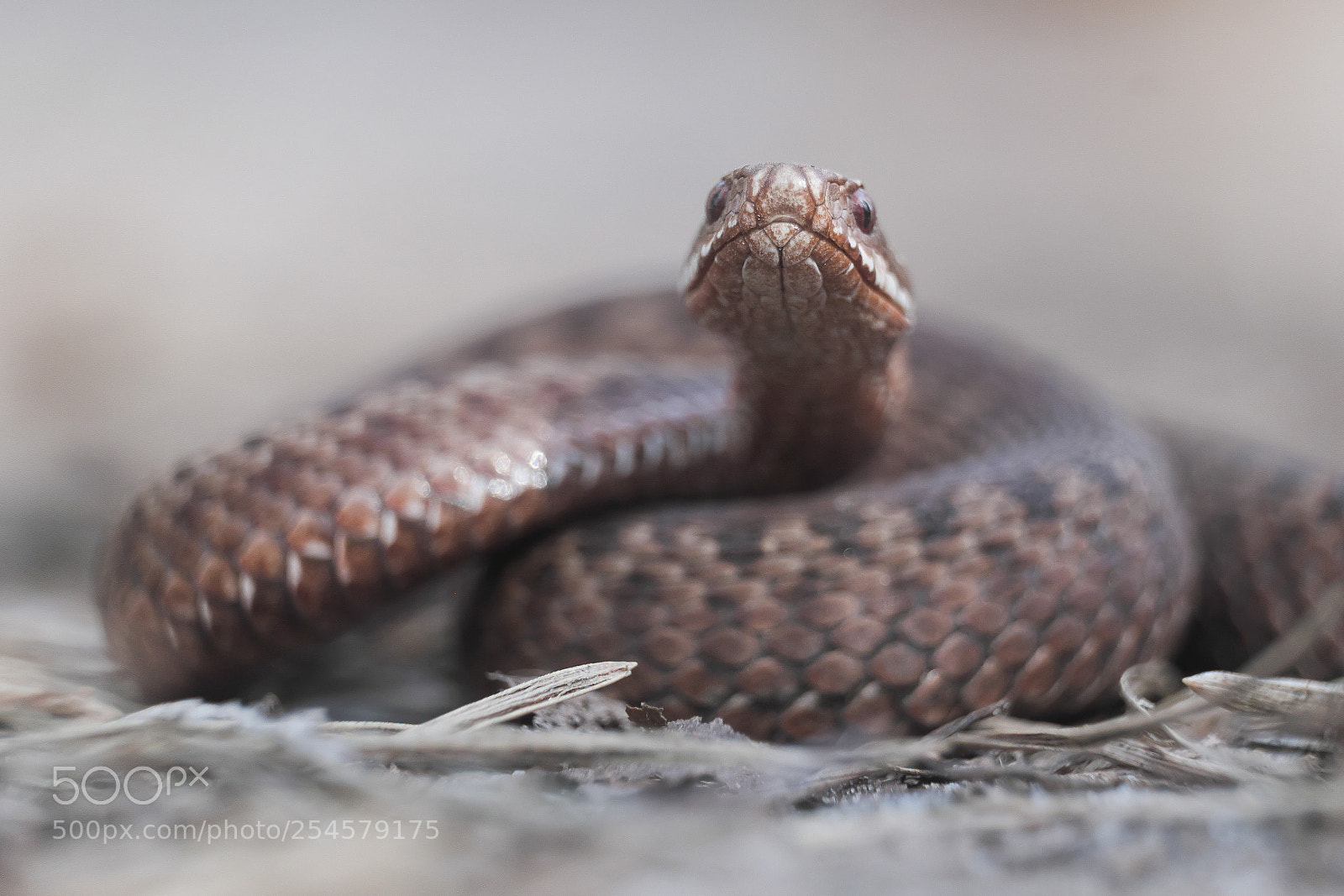 Fujifilm X-E2 sample photo. Vipera berus photography